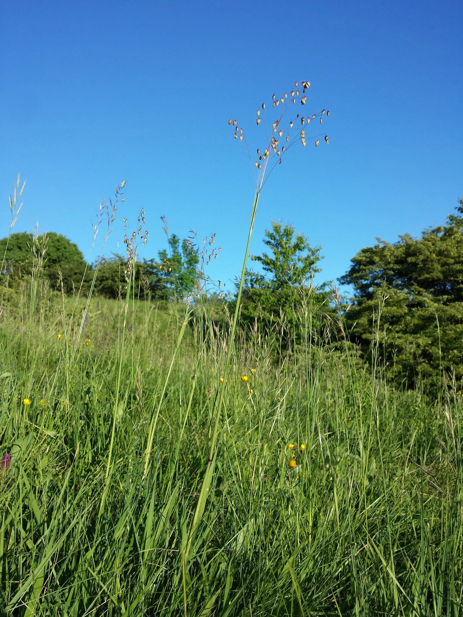 Quaking Grass (Briza Media) — The plant typically grows to a height of 12 to 18 inches; and a naturalistic touch to a garden space