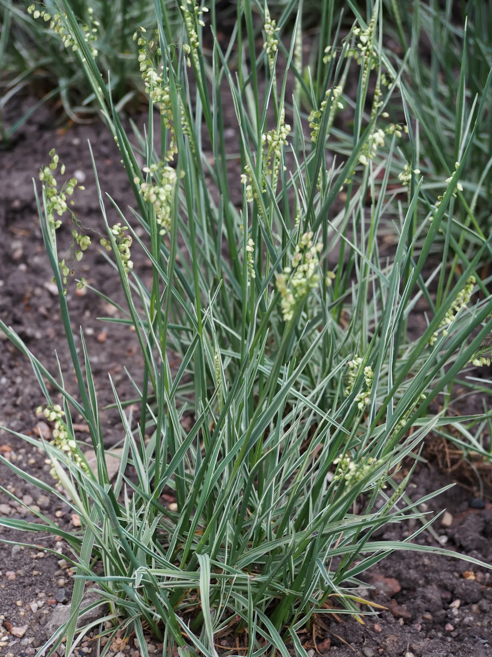 Quaking Grass (Briza Media) — This grass is named for its distinctive heart-shaped florets; also revered as 'Common Quaking Grass', image 86