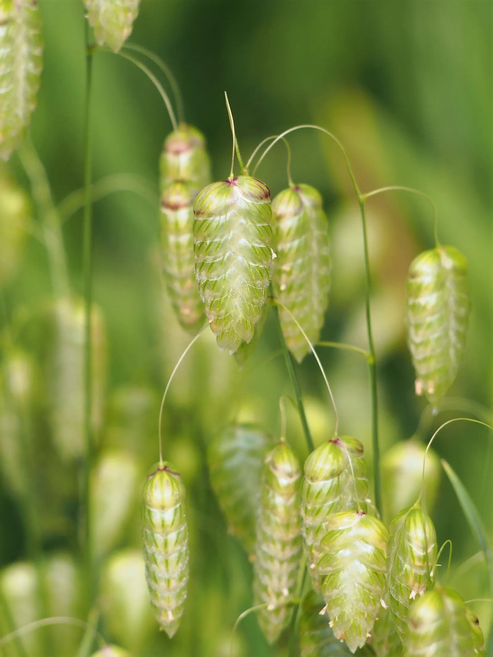 Quaking Grass (Briza Media) — creating a quivering effect that is both soothing and visually engaging; adding visual interest even in the dormant, image 88