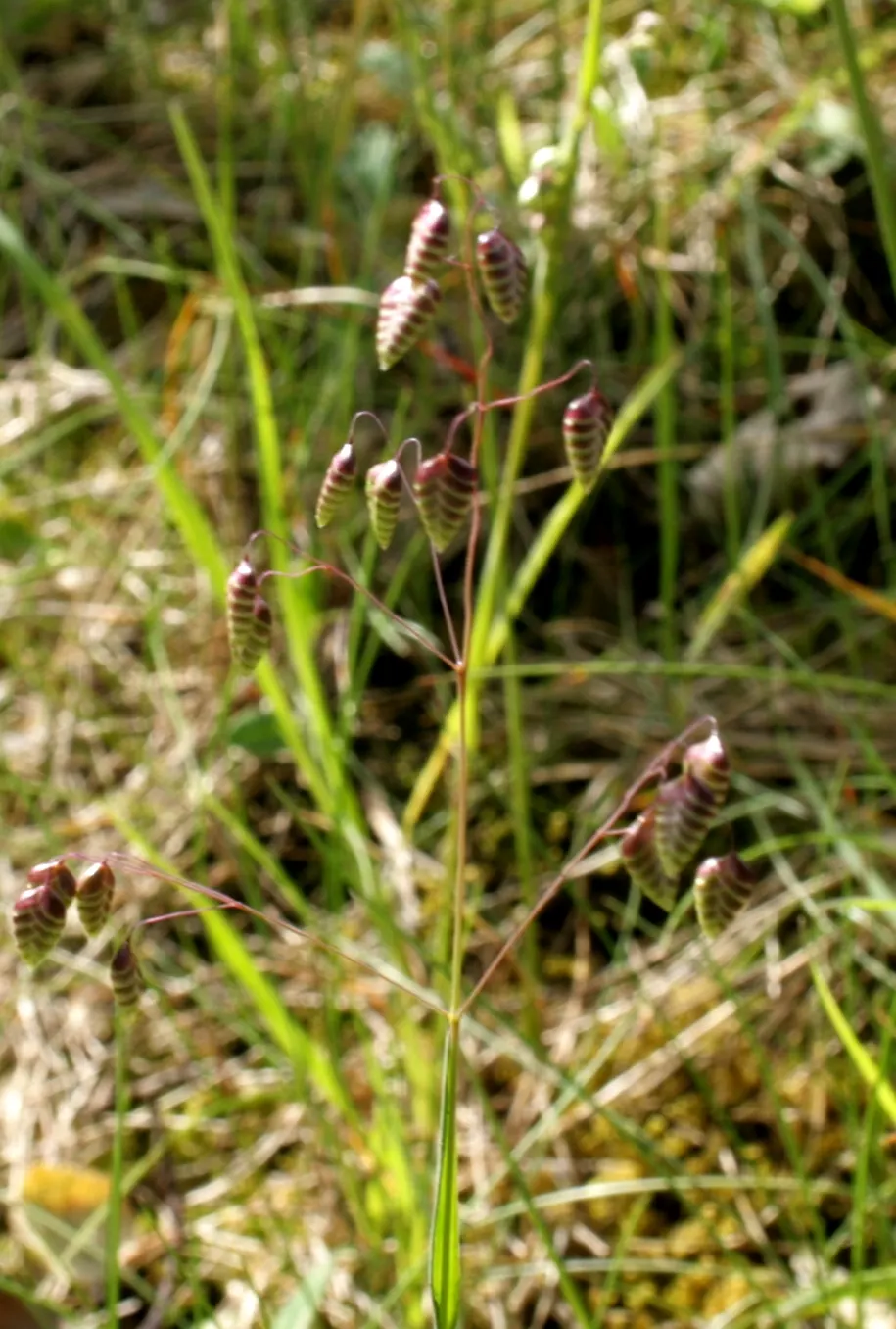 Quaking Grass (Briza Media) — which makes it ideal for use as groundcover or as part of a mixed border.<br><br>Its fine; this perennial reaches 1-2, image 64