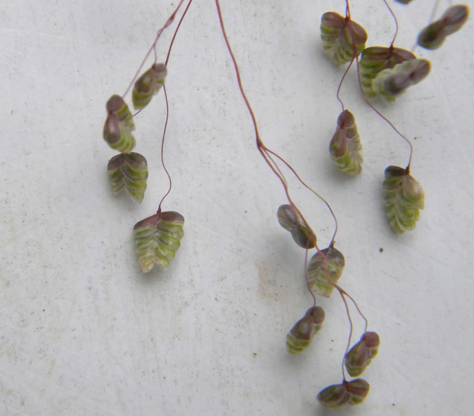 Quaking Grass (Briza Media) — adding visual interest even in the dormant season; gold and green and yellow flowers in the garden, image 67
