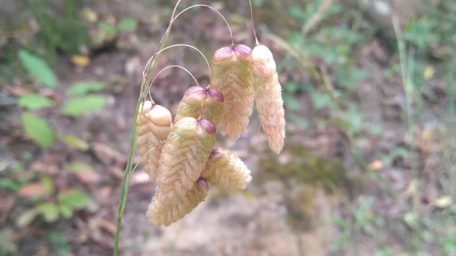 Quaking Grass (Briza Media) — making it a versatile selection for various garden areas.<br><br>Hardy in USDA Zones 4 to 9; which makes it ideal for, image 95