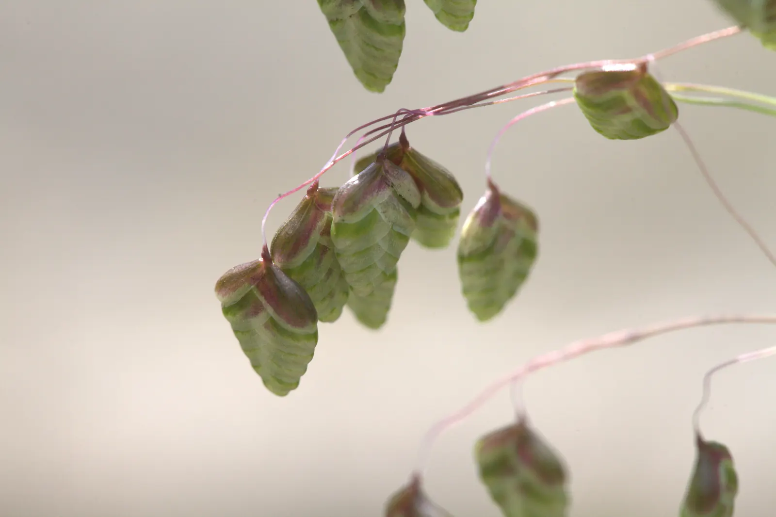 Quaking Grass (Briza Media) — Briza media prefers full sun to partial shade and flourishes in well-drained soil