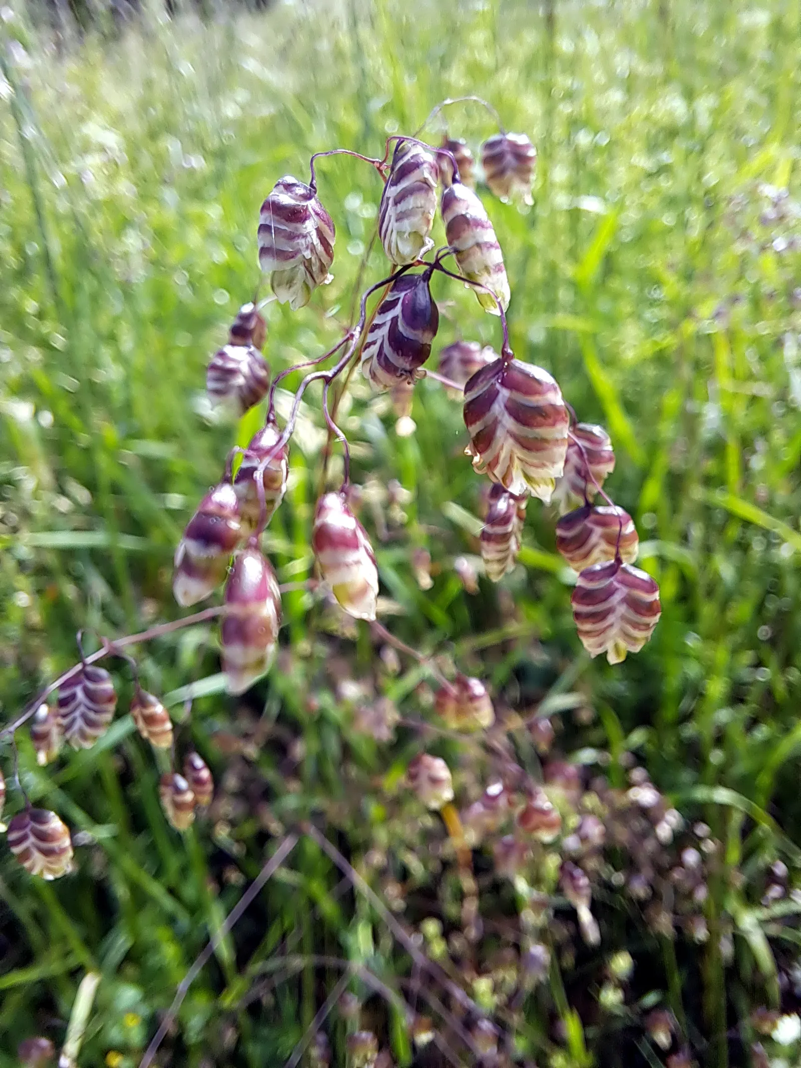 Quaking Grass (Briza Media) — This perennial reaches 1-2 feet tall and thrives in USDA zones 4-8; quaking Grass is also drought-tolerant once, image 55