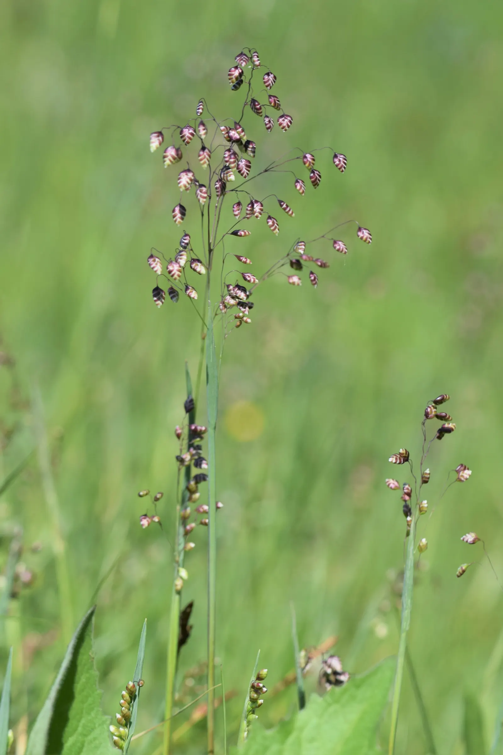 Quaking Grass (Briza Media) — scientifically named Briza media