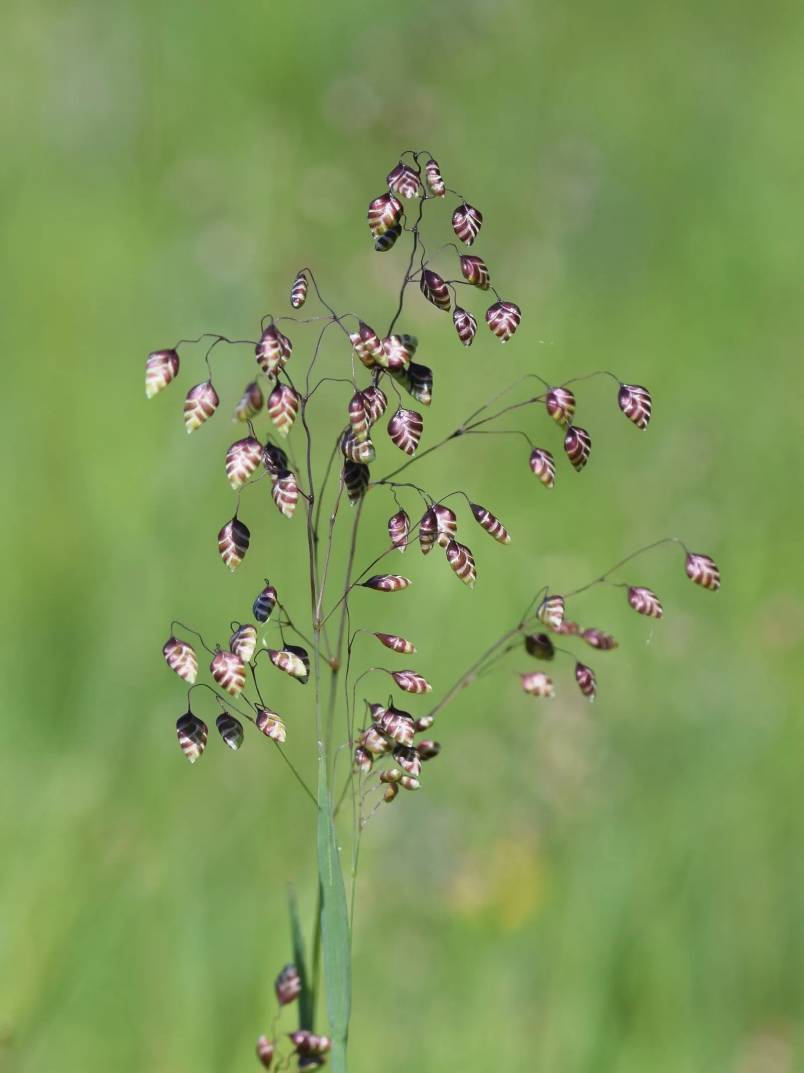 Quaking Grass (Briza Media) — which makes it ideal for use as groundcover or as part of a mixed border.<br><br>Its fine