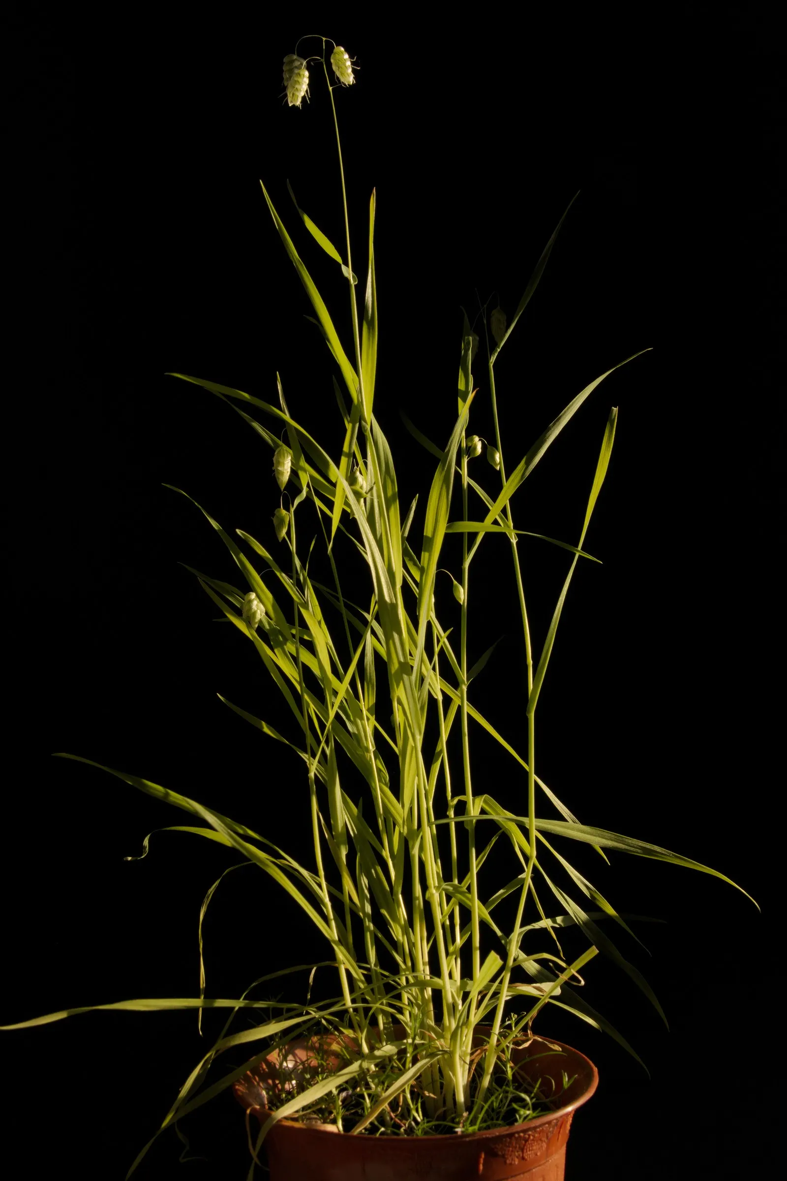 Quaking Grass (Briza Media) — also revered as 'Common Quaking Grass'; preferring full sun or partial shade, it's suitable for well-drained soils, image 53