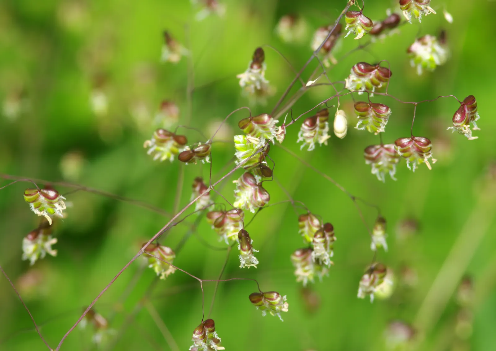 Quaking Grass (Briza Media) — green hue with minimal maintenance; arching stems bear the delicate green to purple flowers from late spring to, image 110