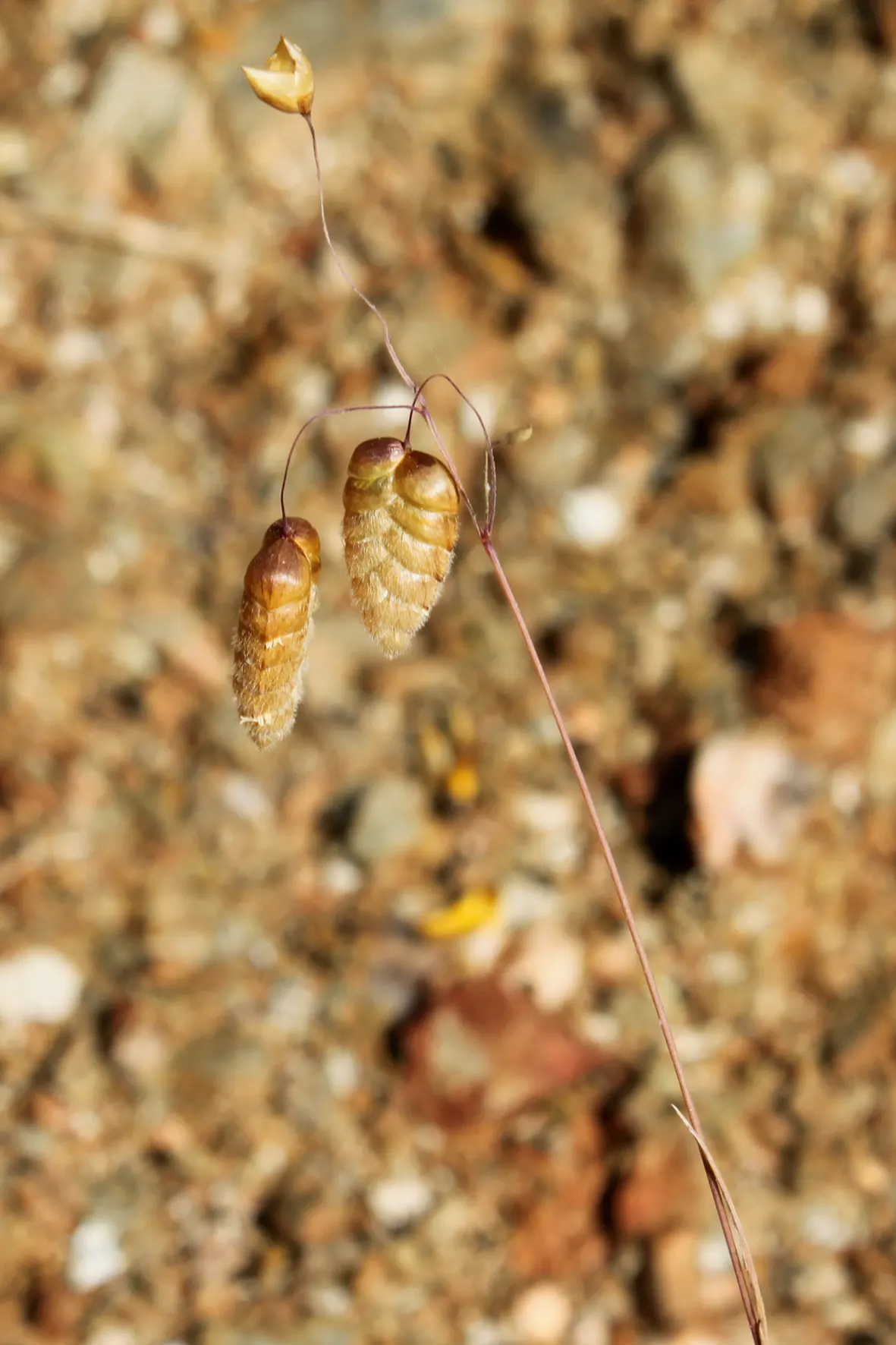 Quaking Grass (Briza Media) — green hue with minimal maintenance; arching stems bear the delicate green to purple flowers from late spring to, image 58