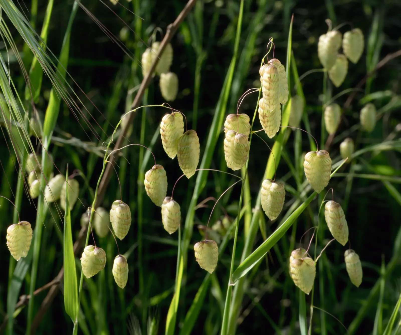 Quaking Grass (Briza Media) — which tremble captivatingly in the slightest breeze; this grass is named for its distinctive heart-shaped florets, image 61