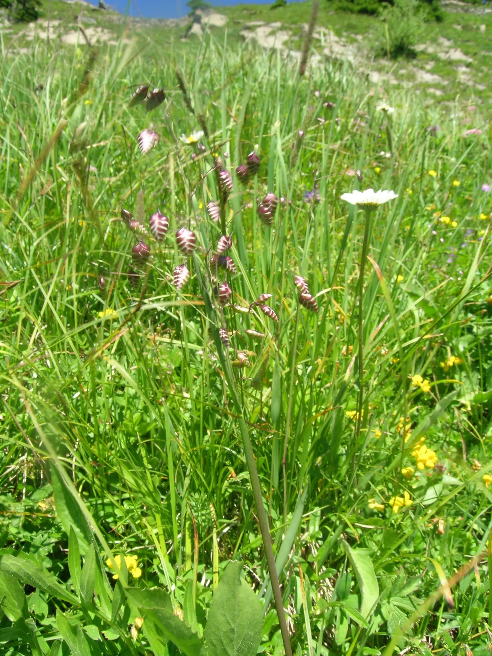 Quaking Grass (Briza Media) — This plant is an excellent choice for adding texture