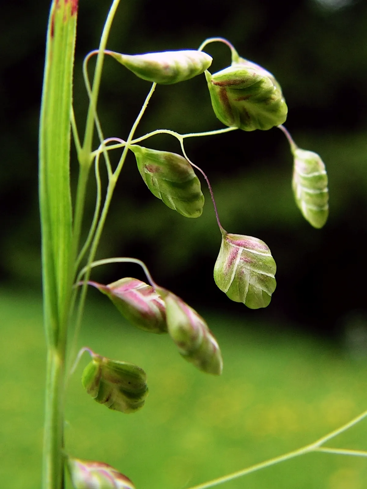 Quaking Grass (Briza Media) — gold and green and yellow flowers in the garden; which tremble captivatingly in the slightest breeze, image 102