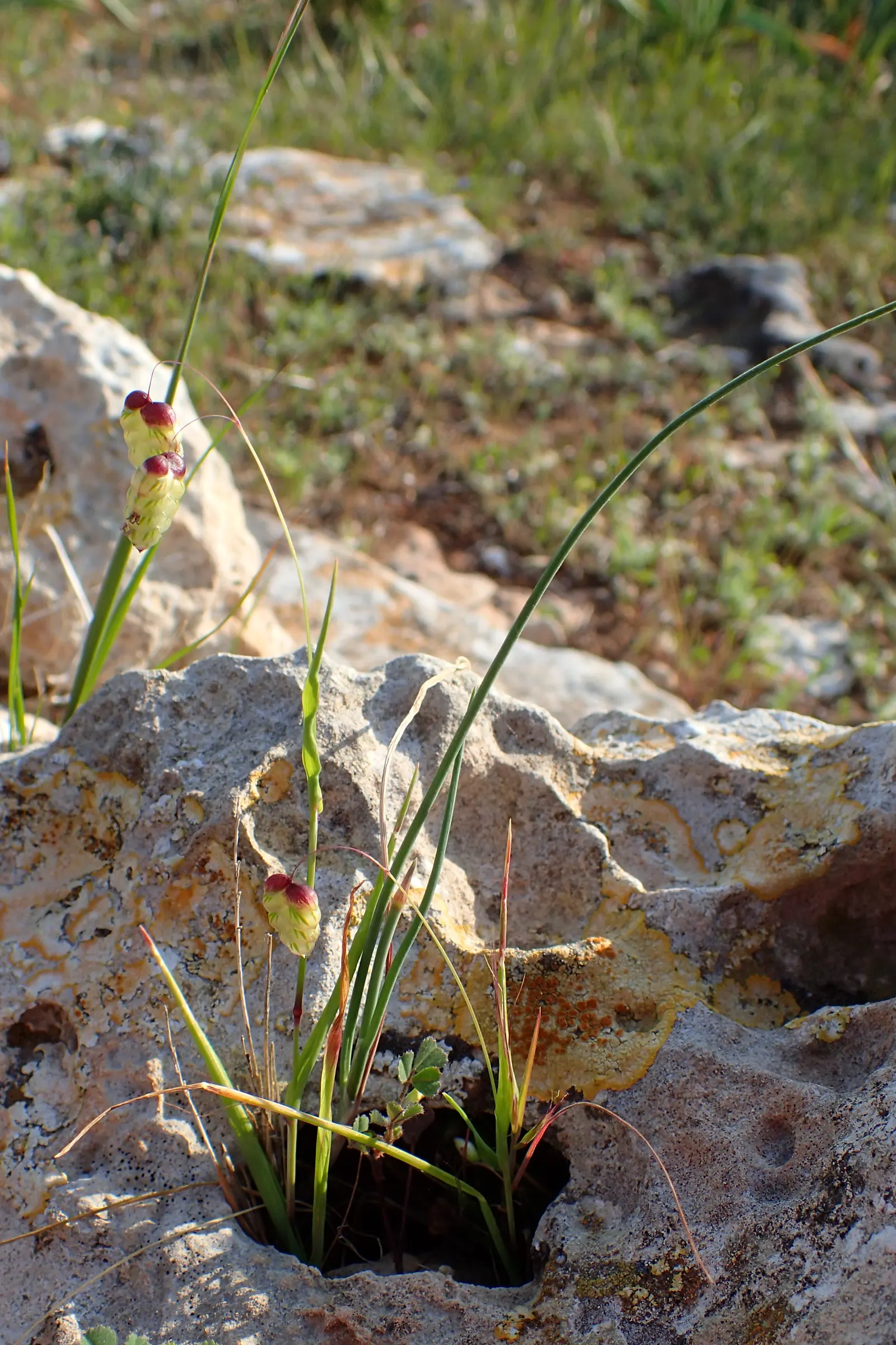Quaking Grass (Briza Media) — which is beneficial for water conservation in the landscape; grass for full or half, image 97