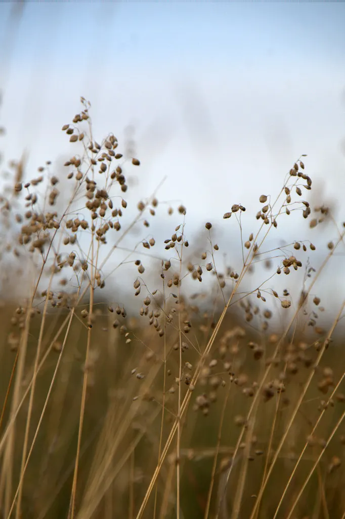 Quaking Grass (Briza Media) — and a naturalistic touch to a garden space