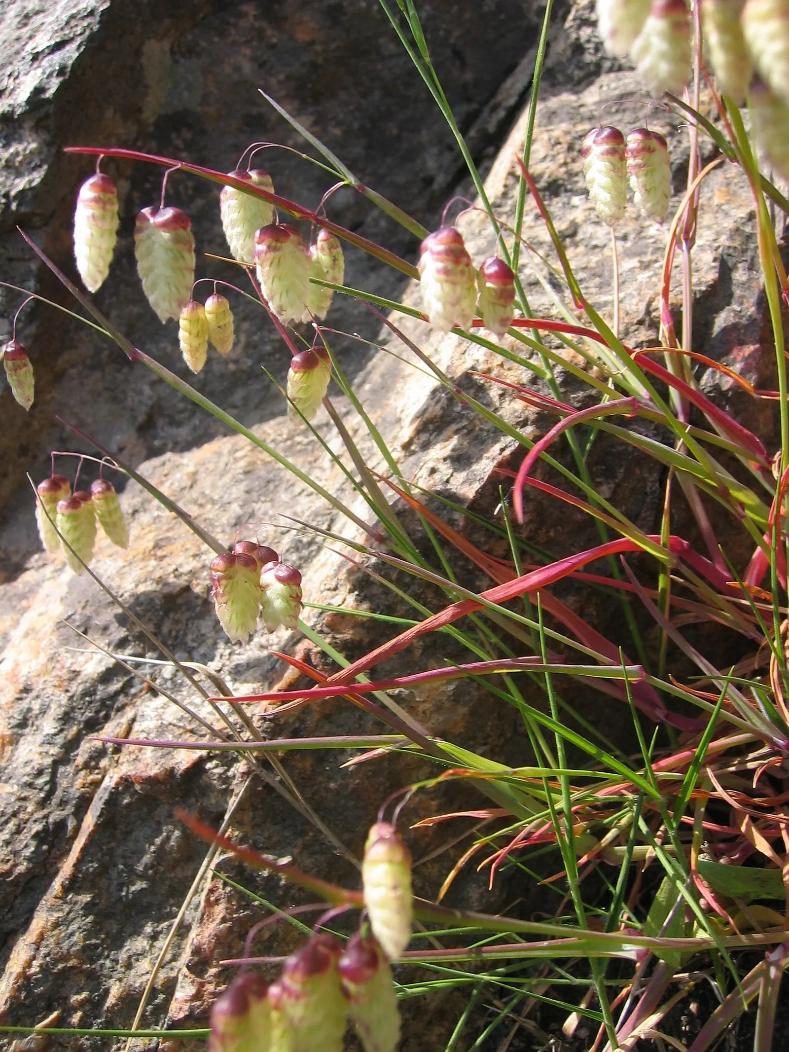 Quaking Grass (Briza Media) — This plant is an excellent choice for adding texture; the flowers transition to a straw color, image 73