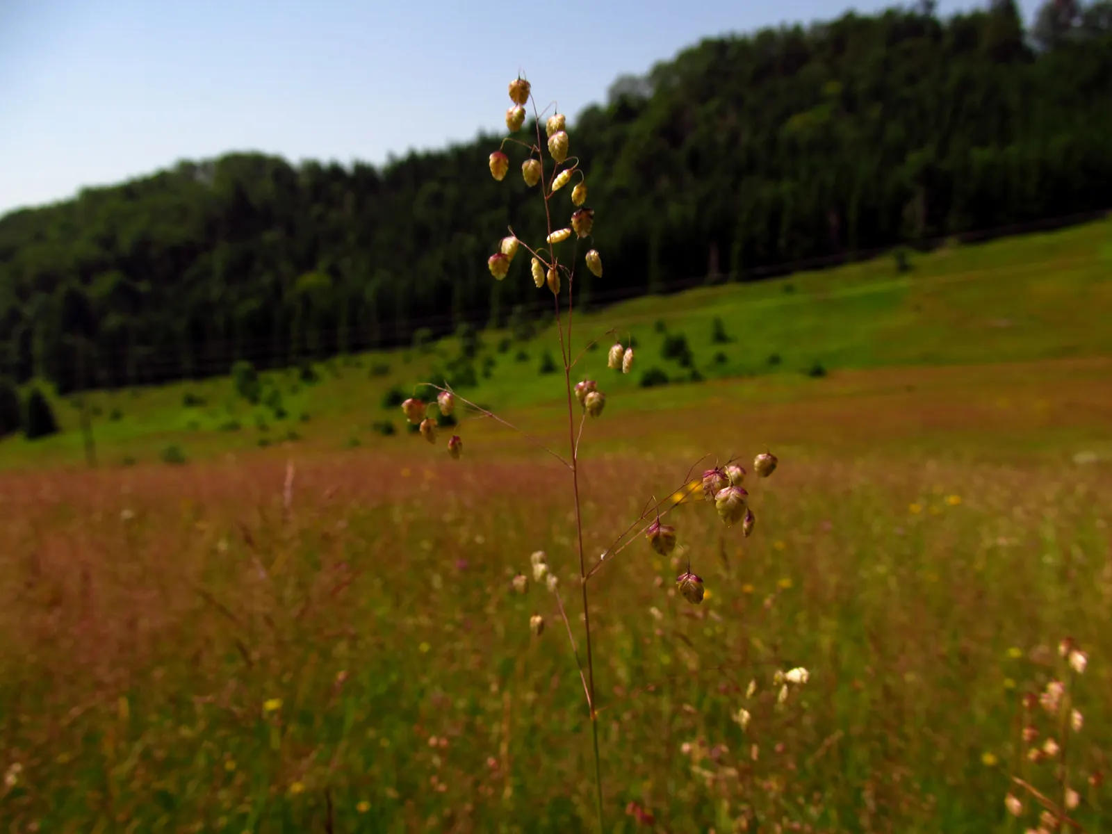 Quaking Grass (Briza Media) — heart-shaped florets that quiver in the breeze; the plant typically grows to a height of 12 to 18 inches