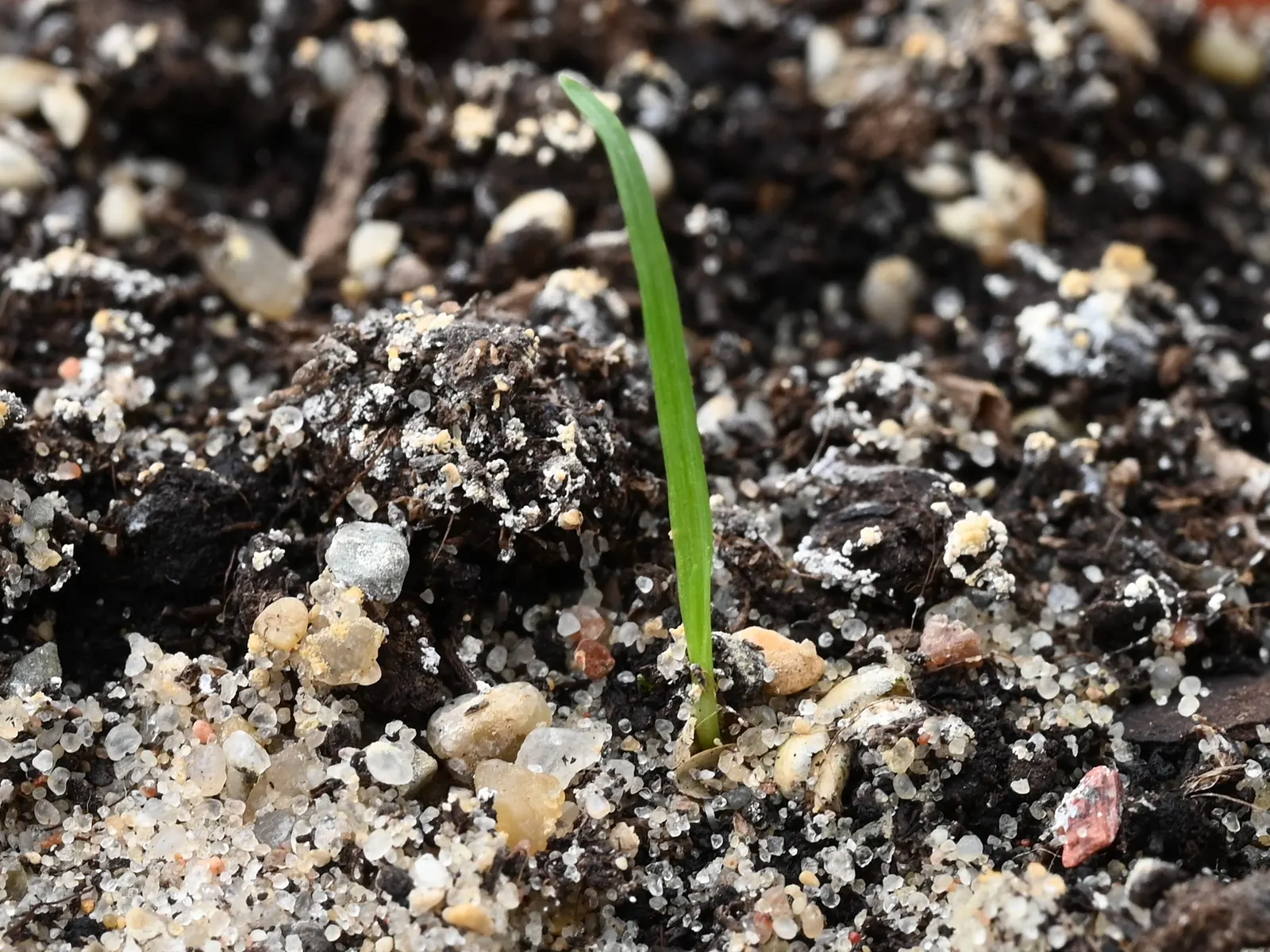 Quaking Grass (Briza Media) — Briza media prefers full sun to partial shade and flourishes in well-drained soil; this grass is a charming choice for, image 68