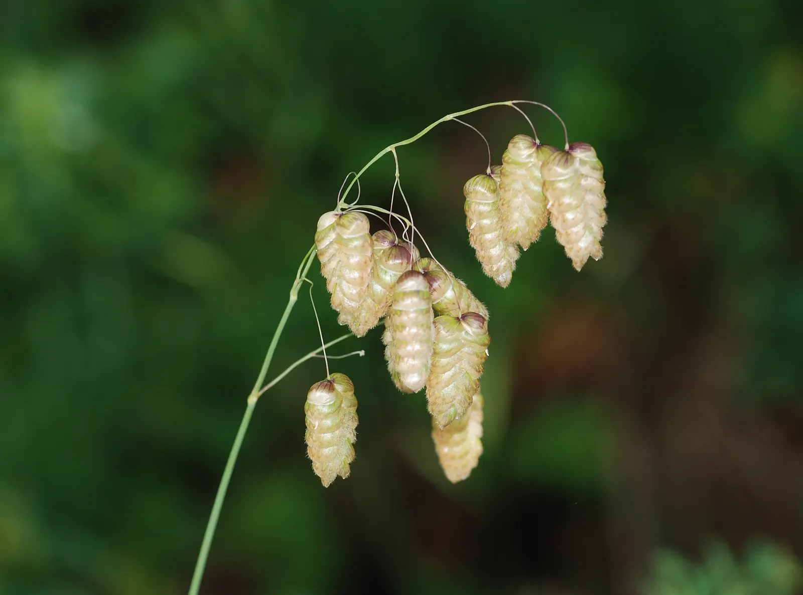 Quaking Grass (Briza Media) — The plant typically grows to a height of 12 to 18 inches