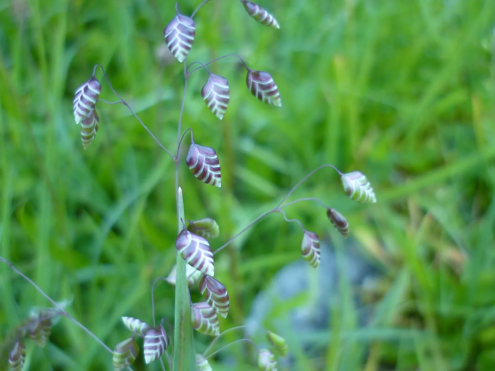 Quaking Grass (Briza Media) — This grass is named for its distinctive heart-shaped florets; also revered as 'Common Quaking Grass'