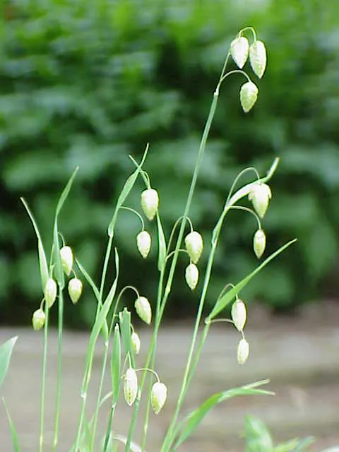 Quaking Grass (Briza Media) — This grass is a charming choice for naturalistic and meadow-style landscapes