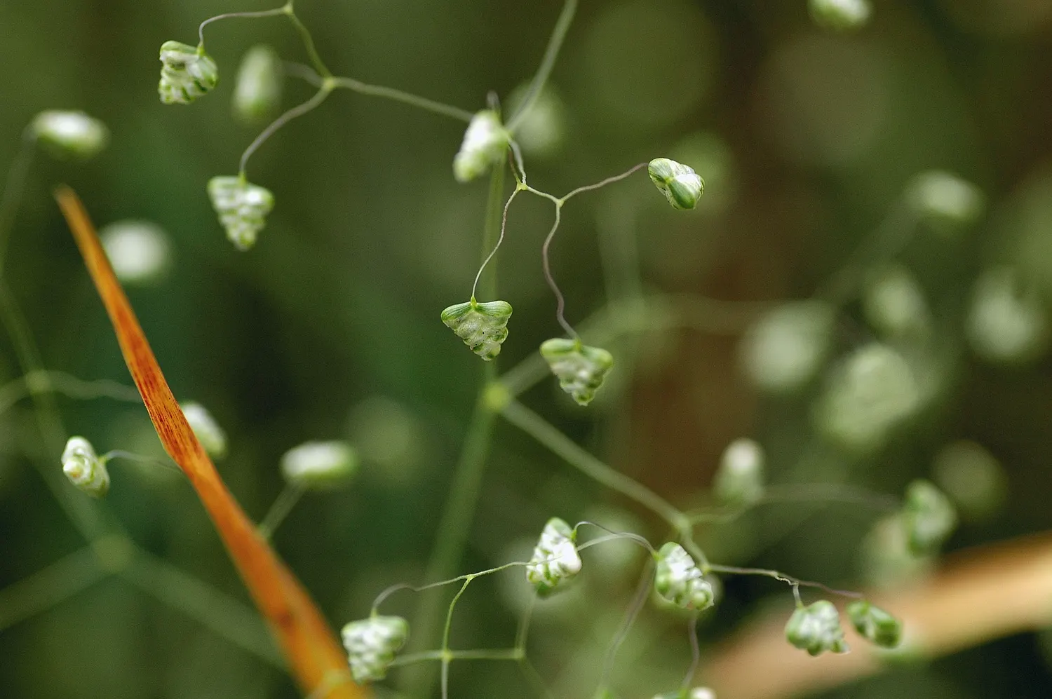 Quaking Grass (Briza Media) — grass for full or half; and its low height allows for easy incorporation without overshadowing neighboring plants, image 104