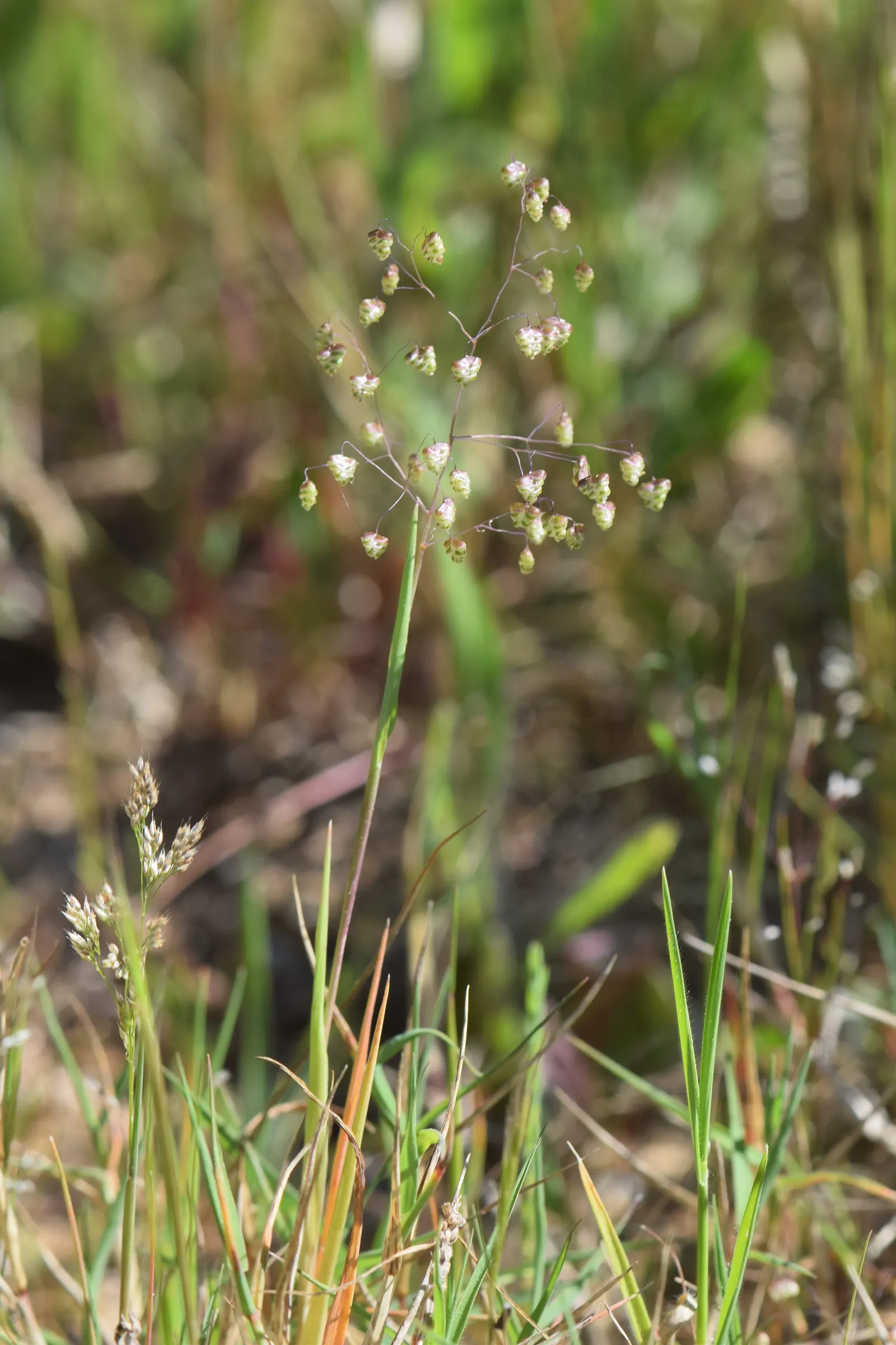 Quaking Grass (Briza Media) — Quaking Grass is also drought-tolerant once established; which is beneficial for water conservation in the landscape, image 96