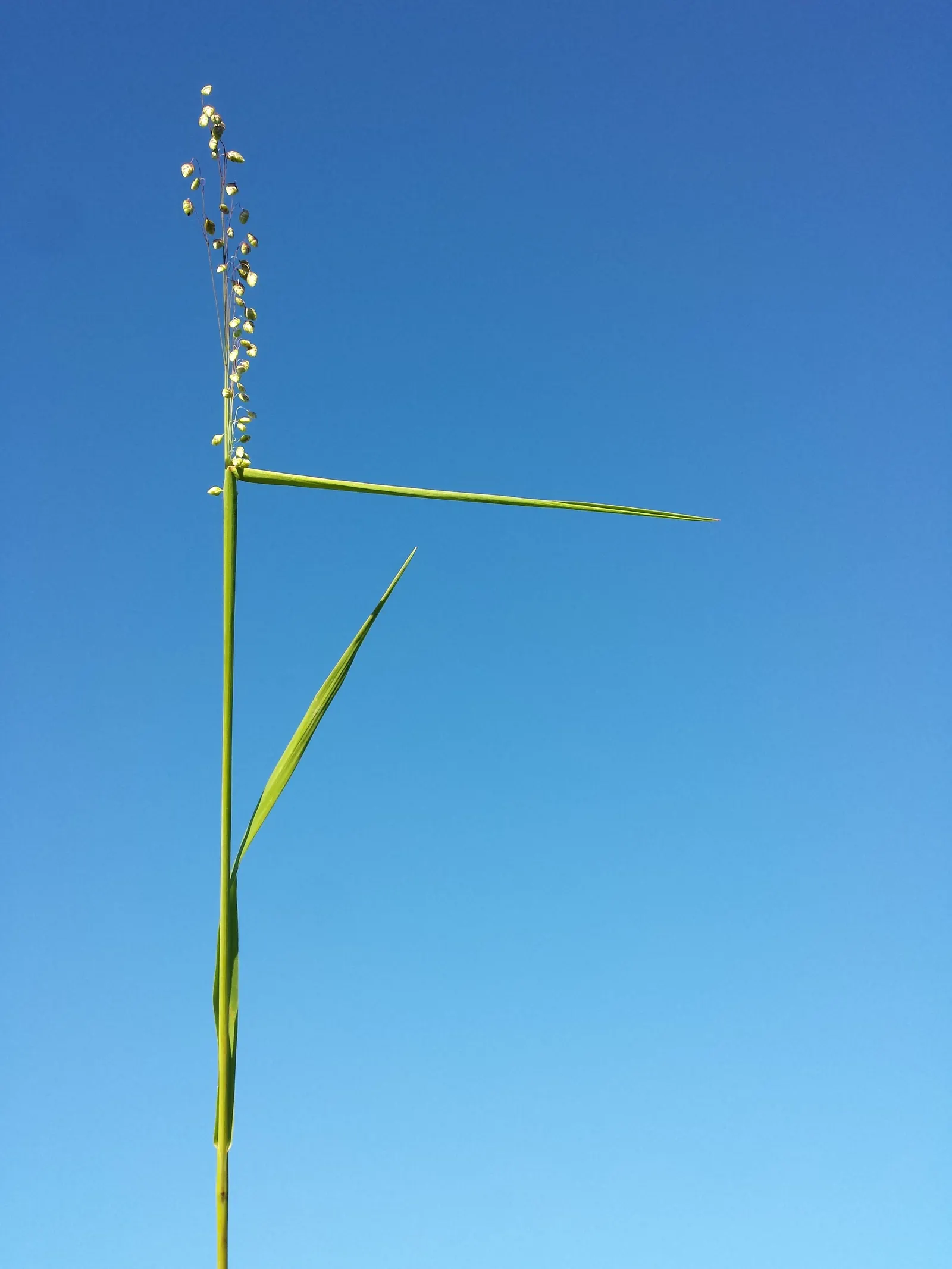 Quaking Grass (Briza Media) — making it a versatile selection for various garden areas.<br><br>Hardy in USDA Zones 4 to 9