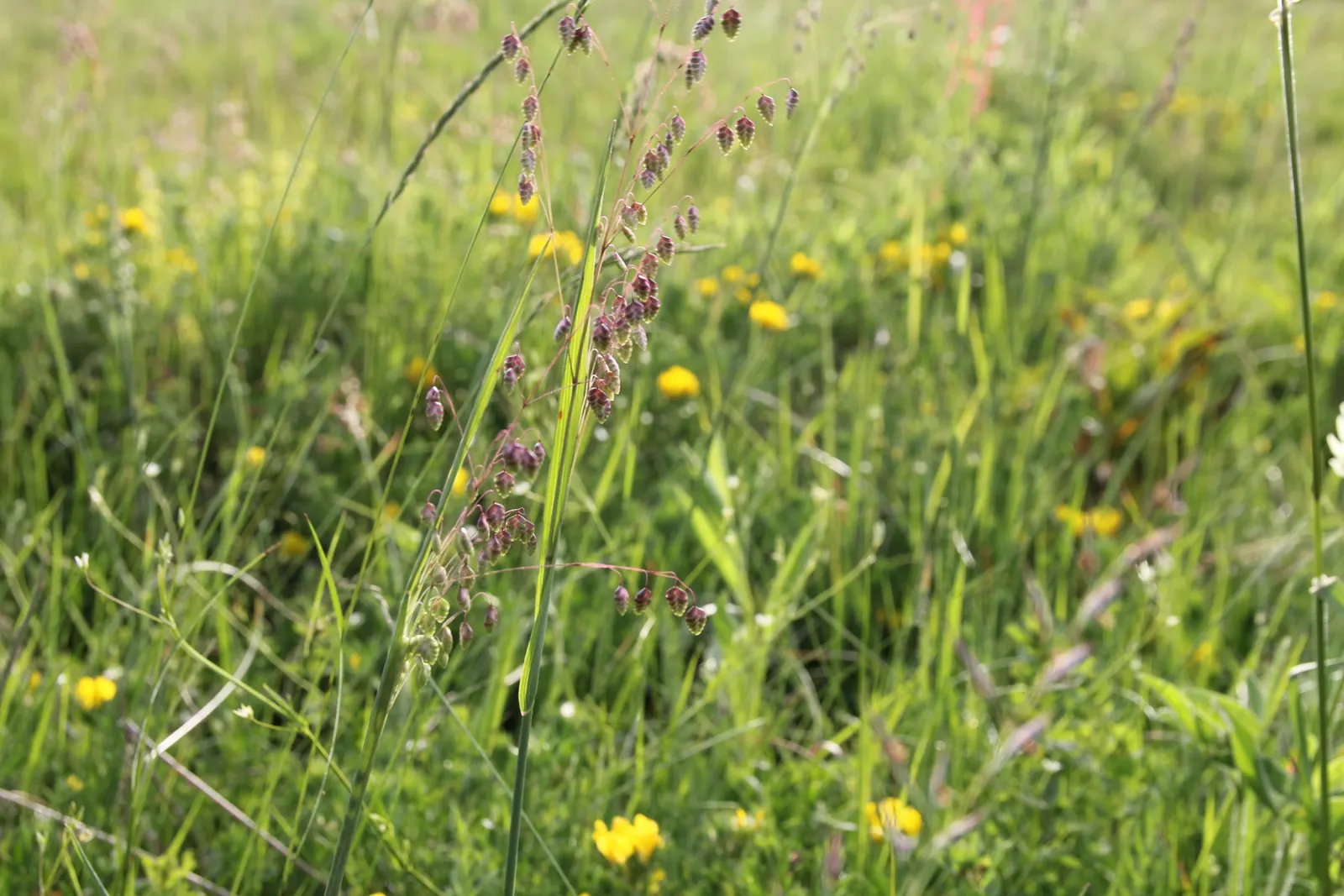 Quaking Grass (Briza Media) — The plant typically grows to a height of 12 to 18 inches; and a naturalistic touch to a garden space, image 115