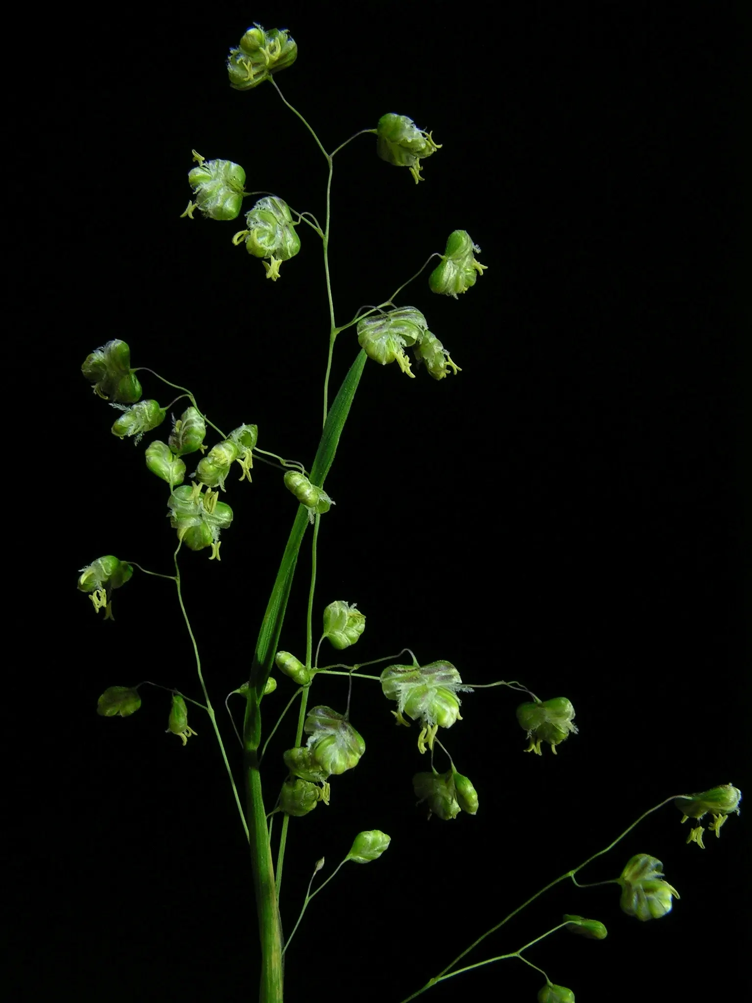 Quaking Grass (Briza Media) — This grass is named for its distinctive heart-shaped florets; also revered as 'Common Quaking Grass', image 60