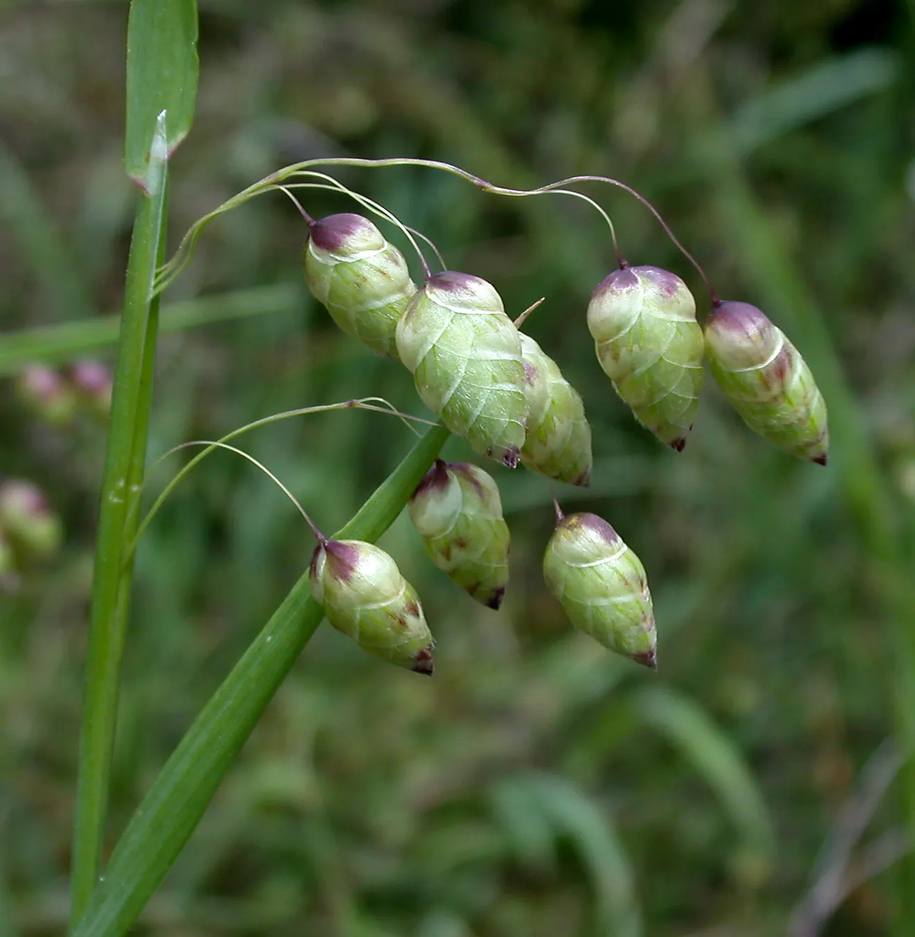 Quaking Grass (Briza Media) — grass for full or half