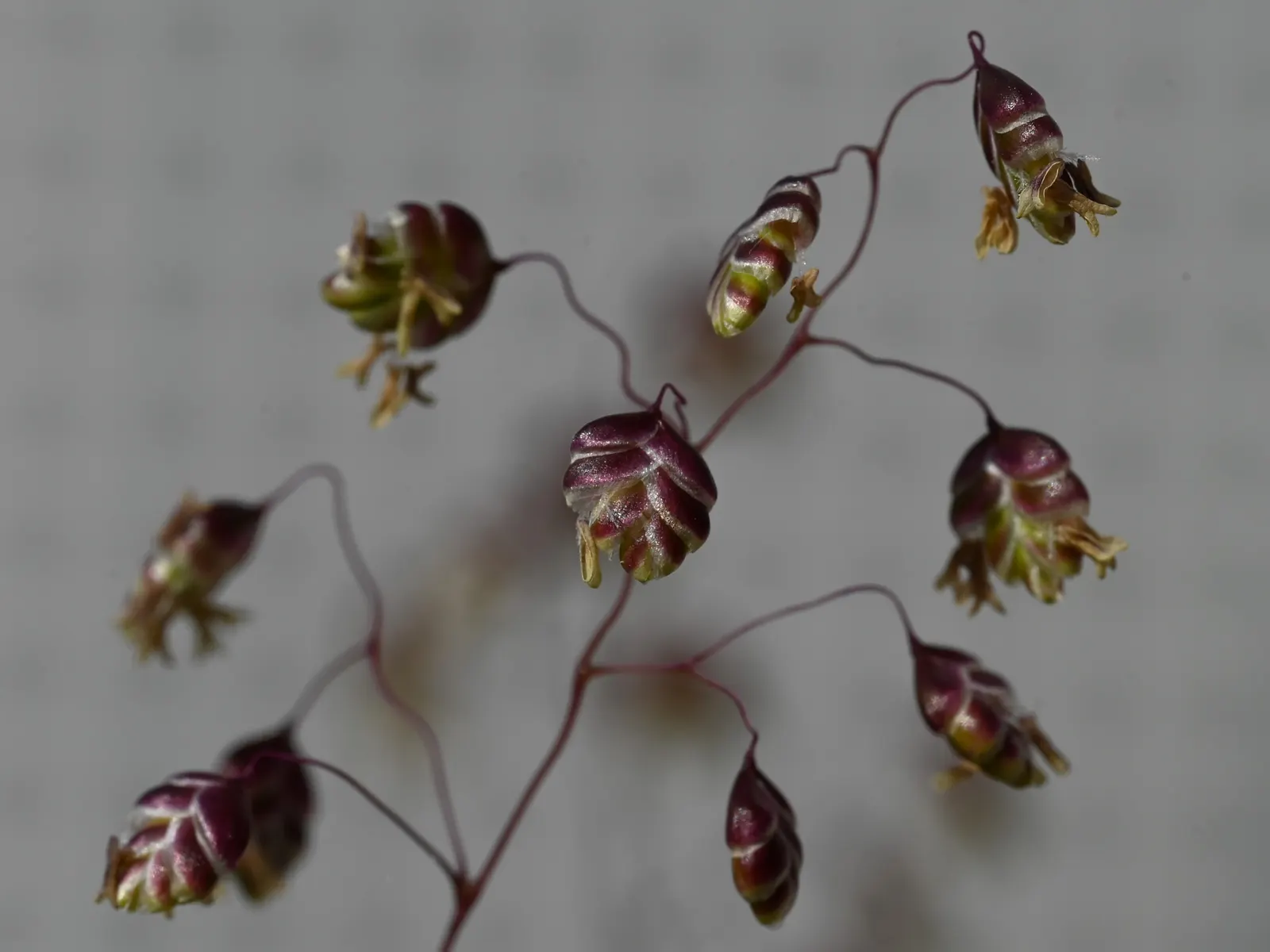 Quaking Grass (Briza Media) — This perennial reaches 1-2 feet tall and thrives in USDA zones 4-8; quaking Grass is also drought-tolerant once, image 133
