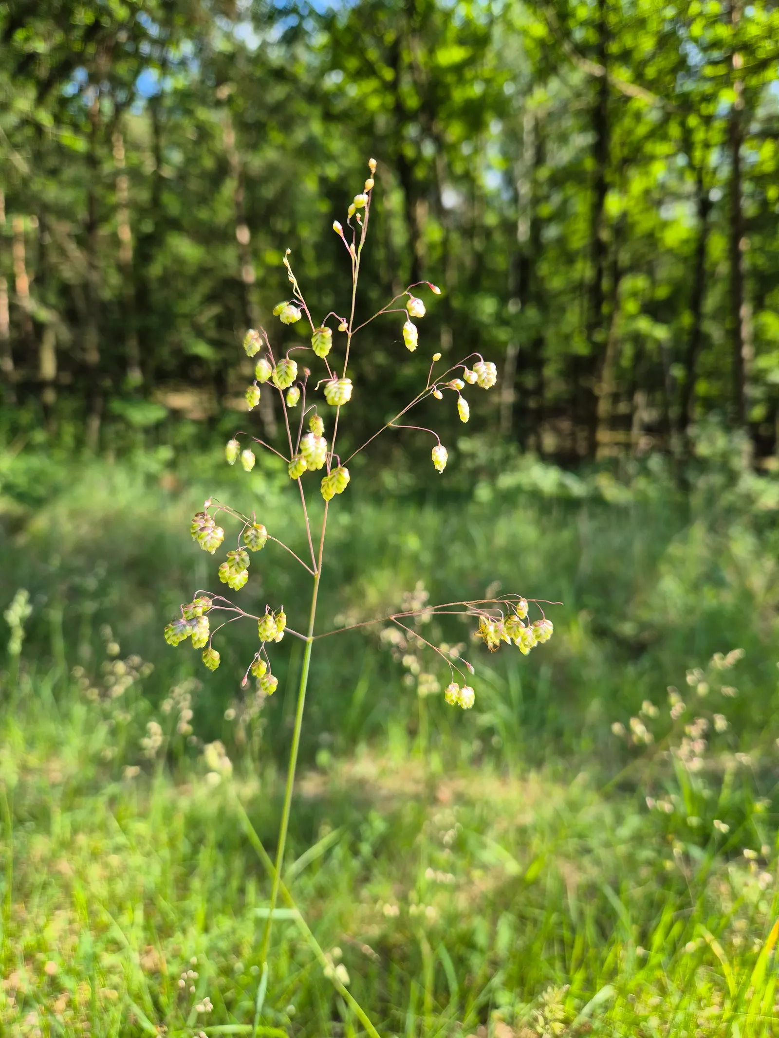 Quaking Grass (Briza Media) — and its low height allows for easy incorporation without overshadowing neighboring plants; heart-shaped florets that, image 127