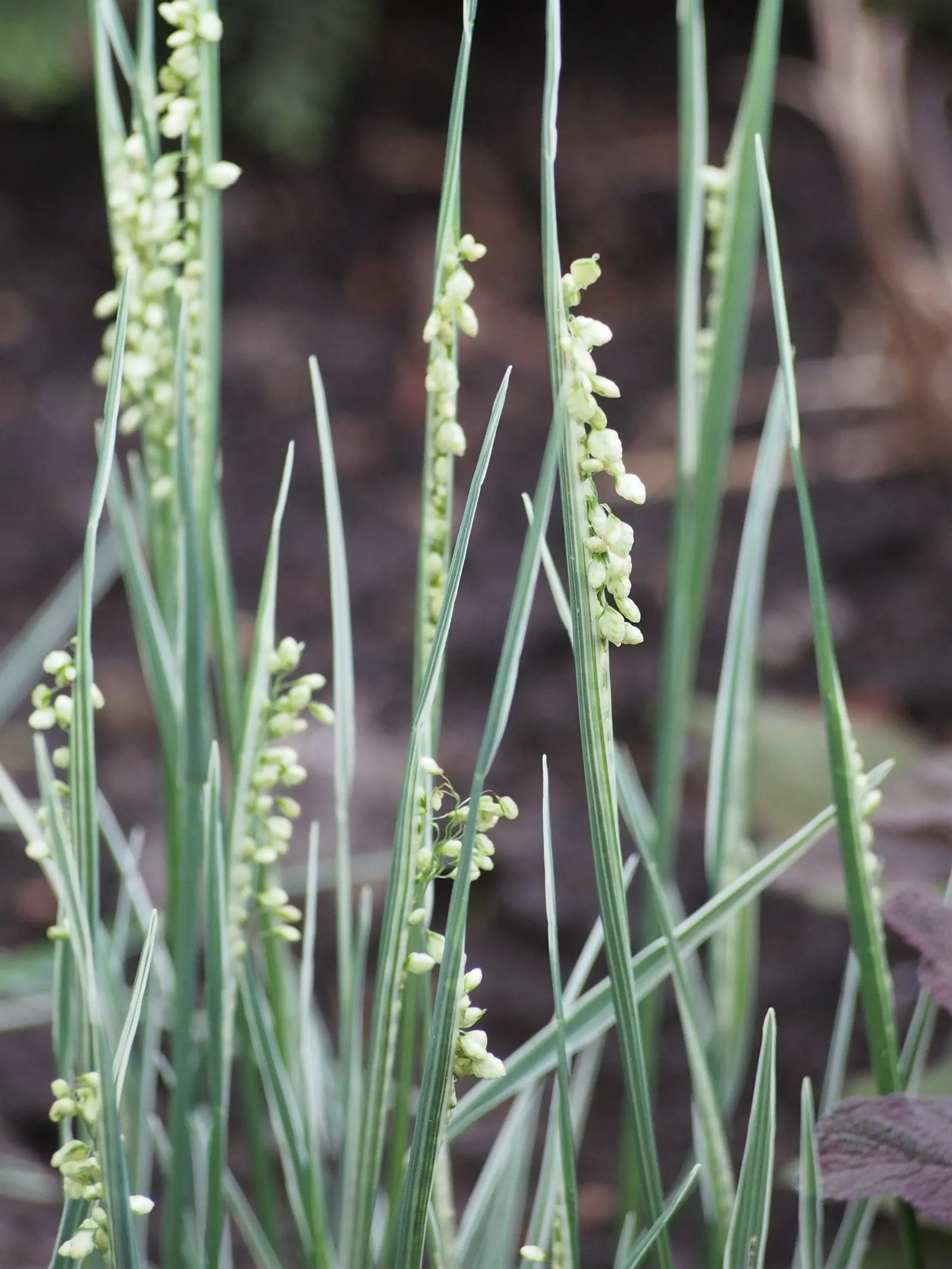 Quaking Grass (Briza Media) — adding visual interest even in the dormant season; gold and green and yellow flowers in the garden, image 93