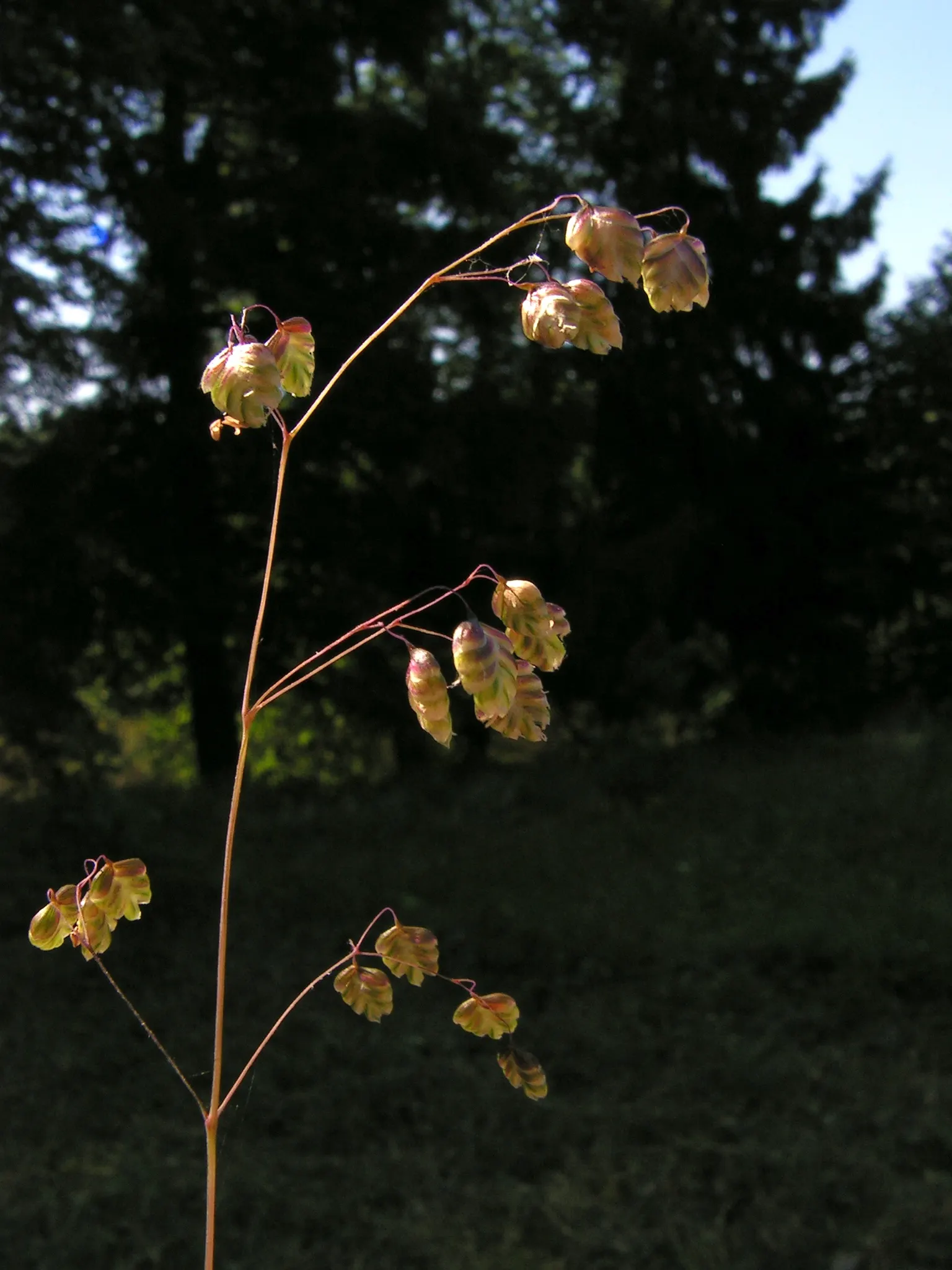 Quaking Grass (Briza Media) — Preferring full sun or partial shade, it's suitable for well-drained soils