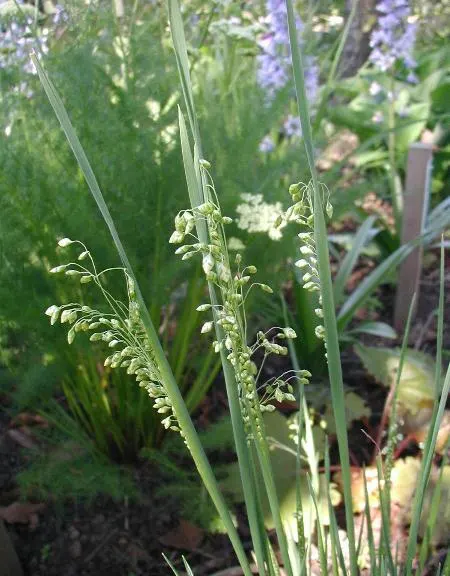 Quaking Grass (Briza Media) — which is beneficial for water conservation in the landscape; grass for full or half, image 123