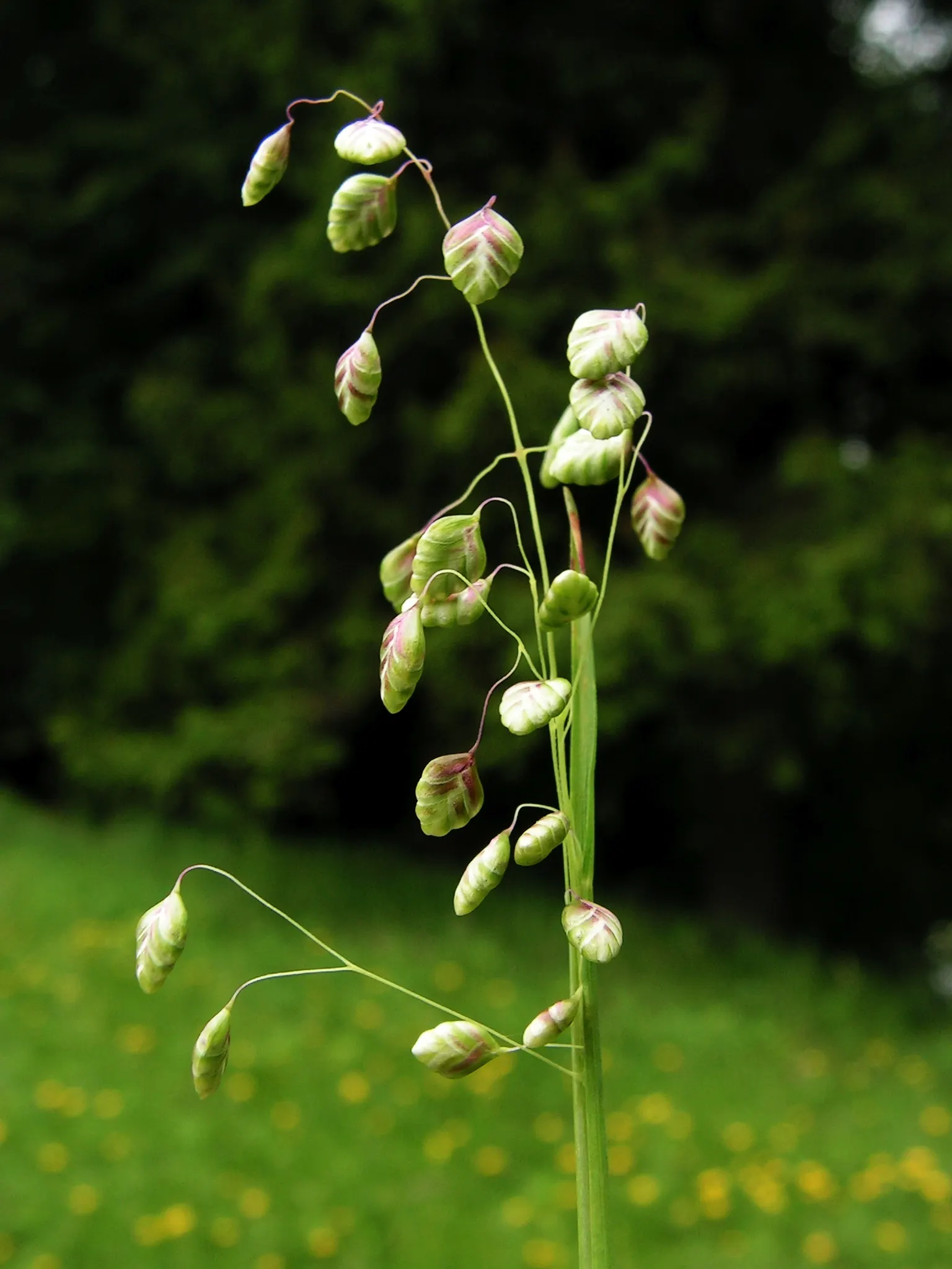 Quaking Grass (Briza Media) — which makes it ideal for use as groundcover or as part of a mixed border.<br><br>Its fine; this perennial reaches 1-2, image 116