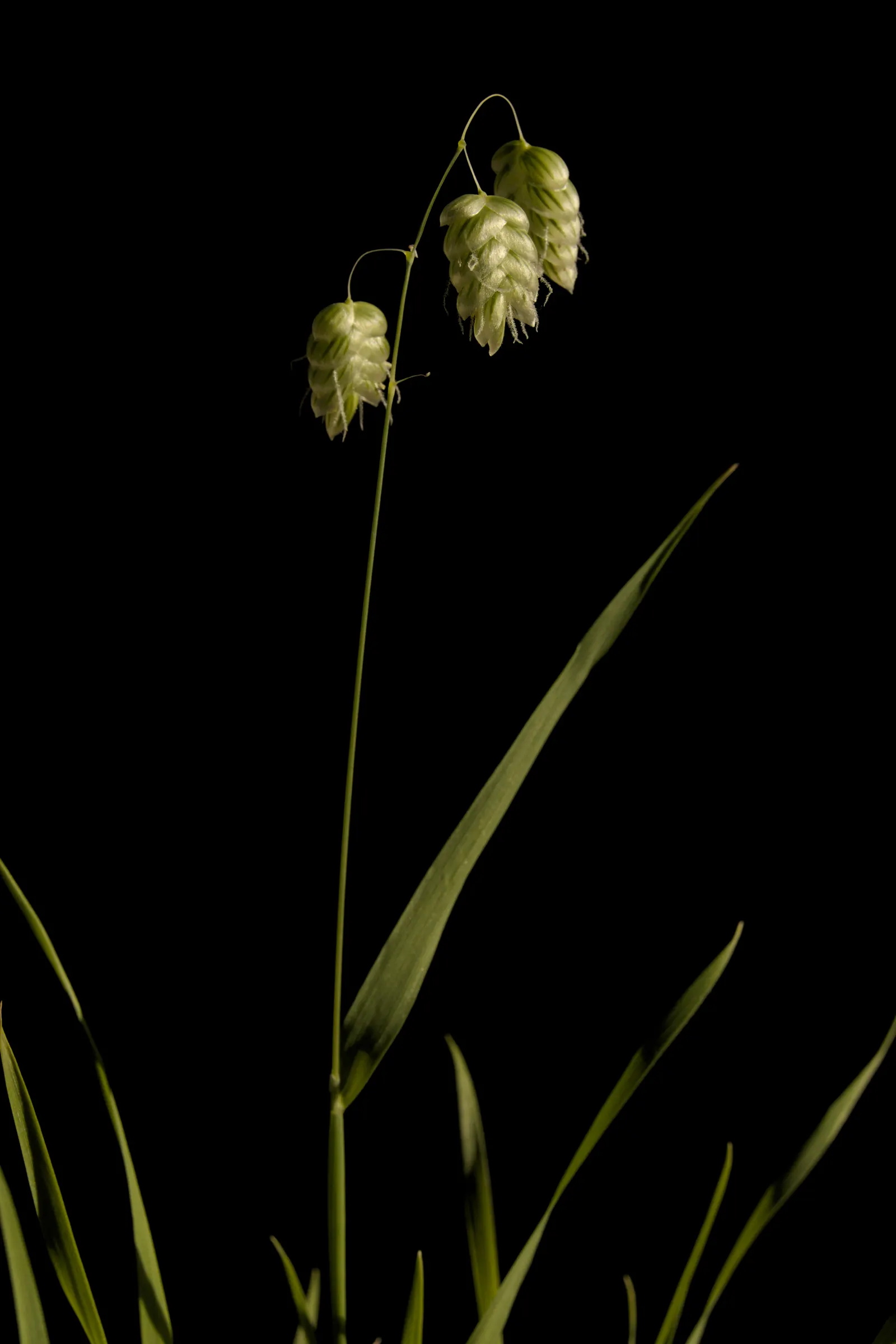 Quaking Grass (Briza Media) — The plant typically grows to a height of 12 to 18 inches; and a naturalistic touch to a garden space, image 63