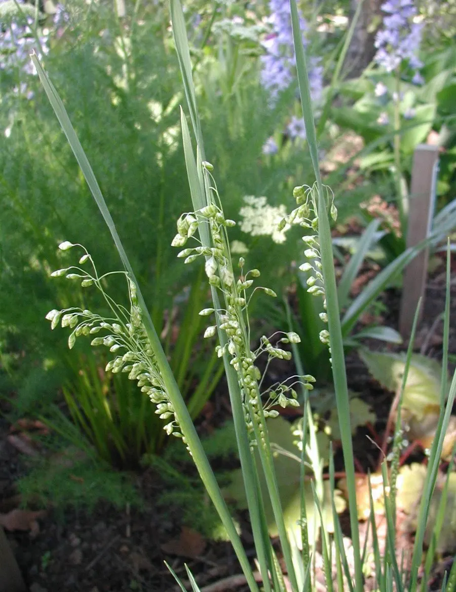 Quaking Grass (Briza Media) — This plant is an excellent choice for adding texture; the flowers transition to a straw color, image 125