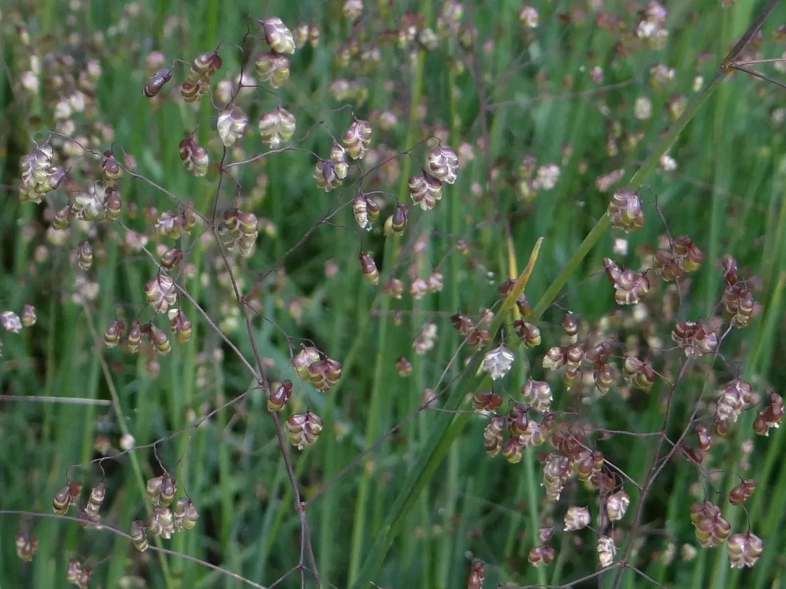 Quaking Grass (Briza Media) — and its low height allows for easy incorporation without overshadowing neighboring plants; heart-shaped florets that quiver in