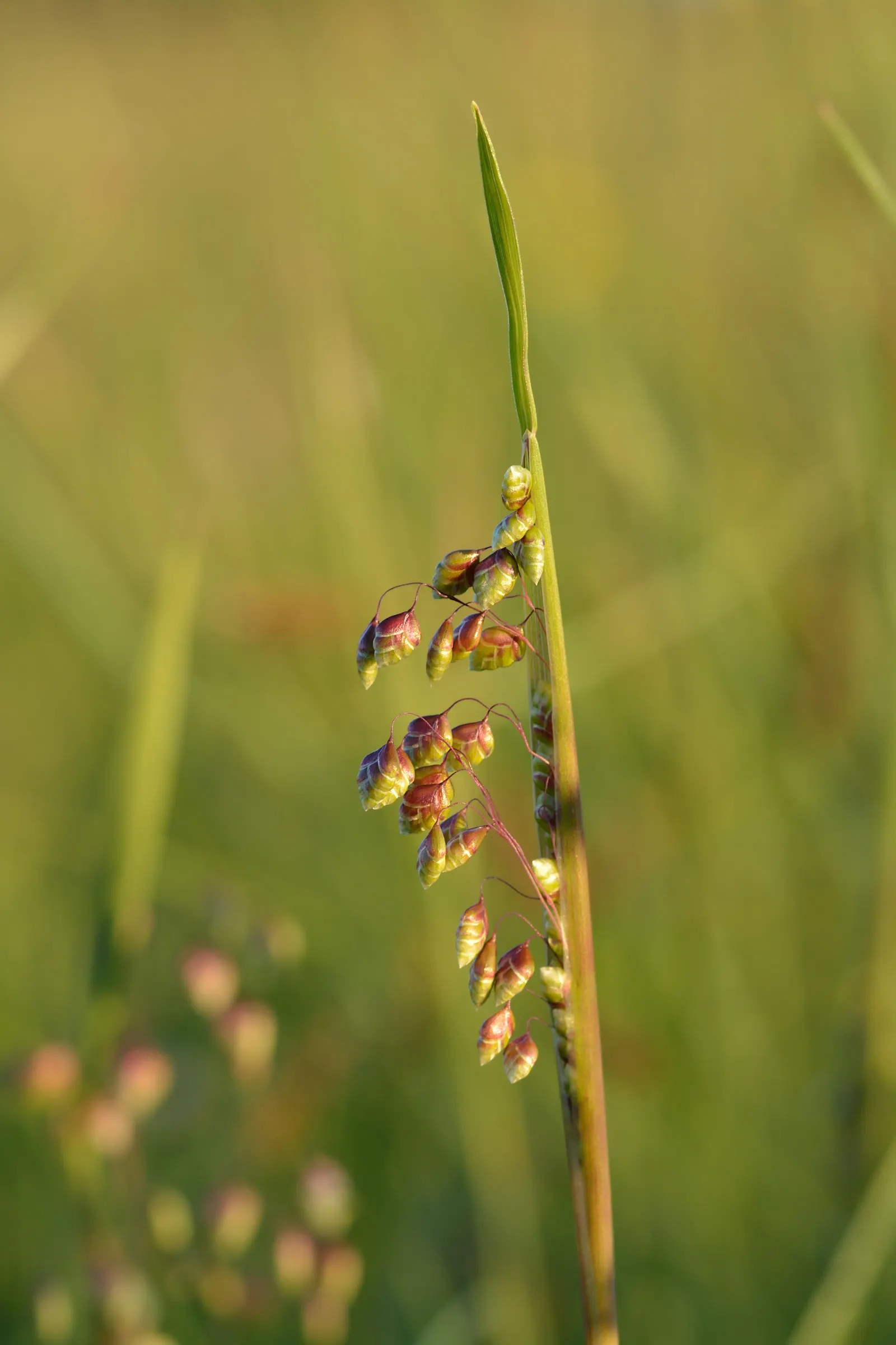 Quaking Grass (Briza Media) — grass with gold and green and yellow blooms; briza media prefers full sun to partial shade and flourishes in, image 129