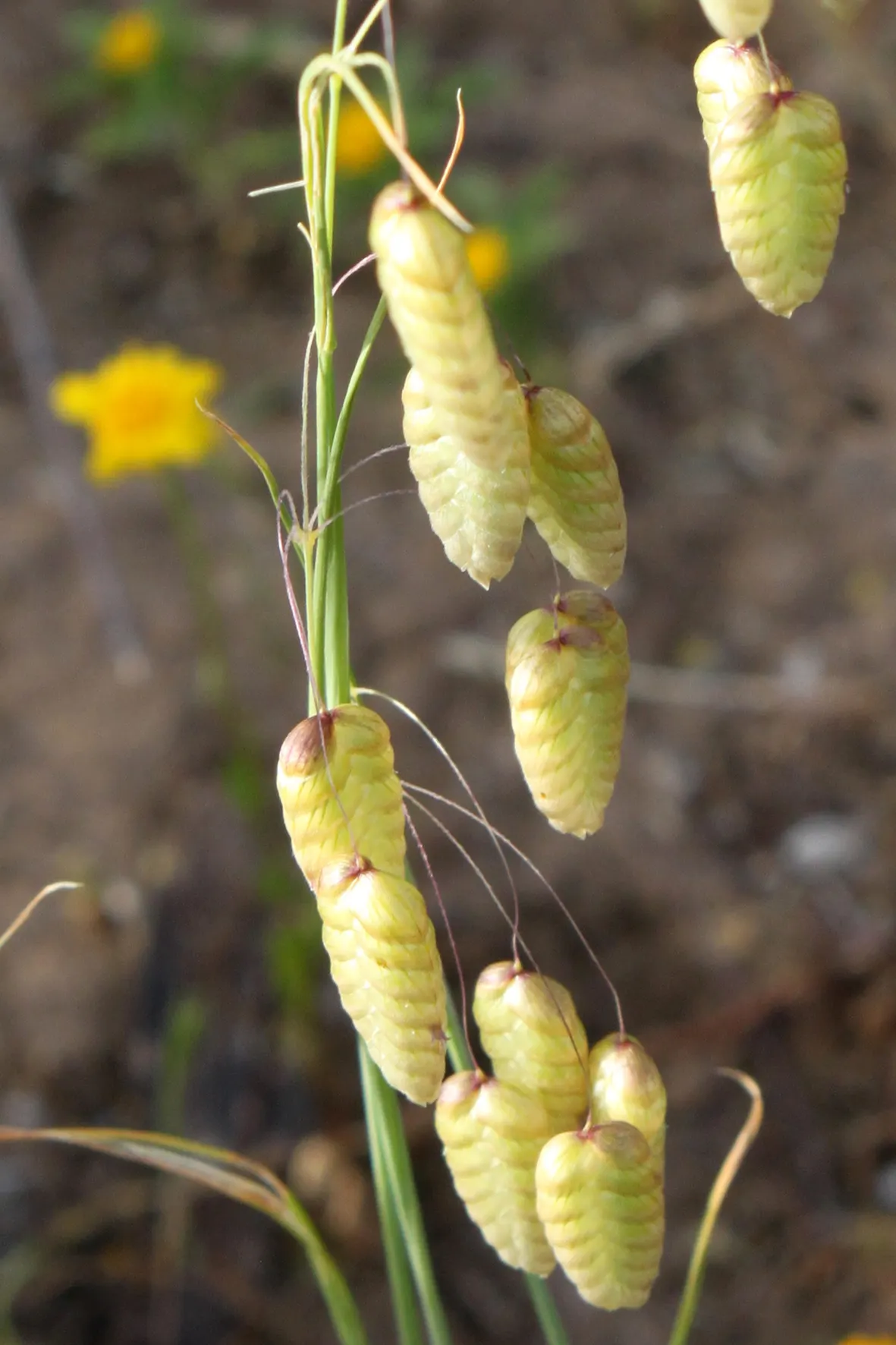 Quaking Grass (Briza Media) — also revered as 'Common Quaking Grass'; preferring full sun or partial shade, it's suitable for well-drained soils
