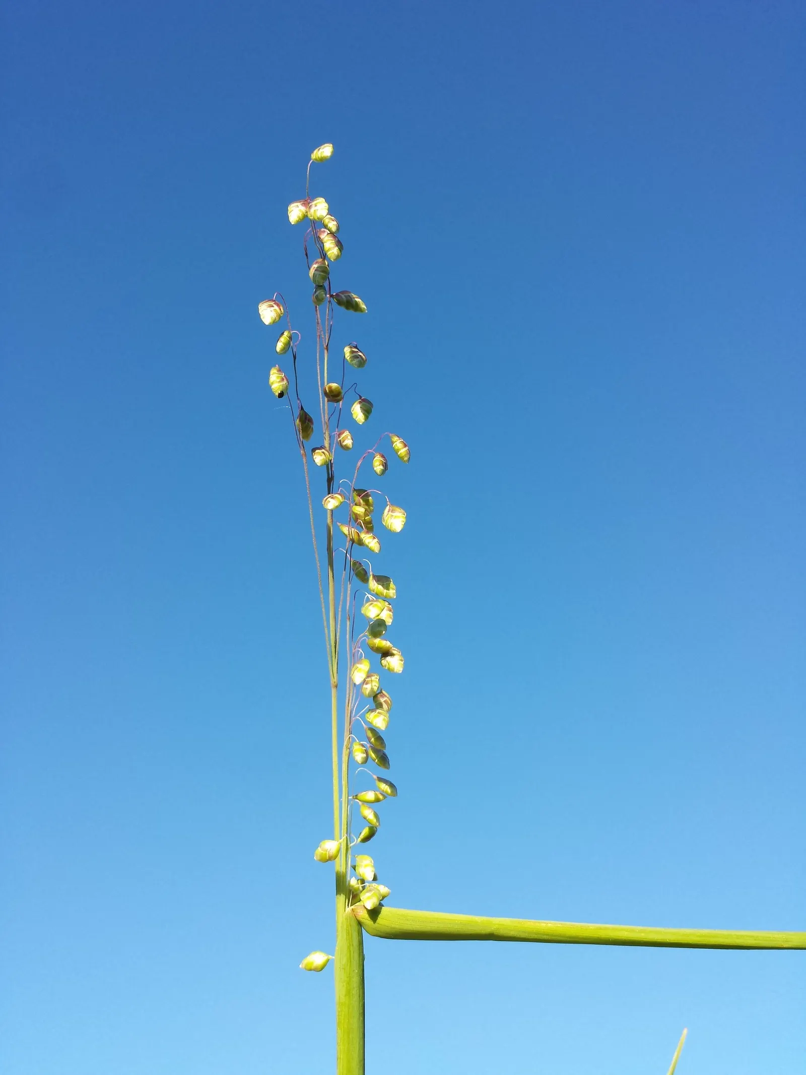 Quaking Grass (Briza Media) — gold and green and yellow flowers in the garden; which tremble captivatingly in the slightest breeze, image 128