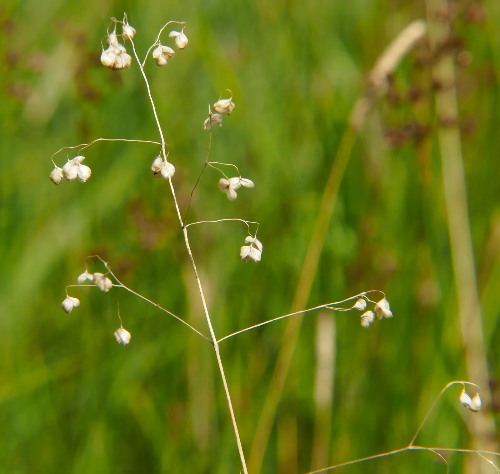 Quaking Grass (Briza Media) — Briza media prefers full sun to partial shade and flourishes in well-drained soil; this grass is a charming choice for, image 94