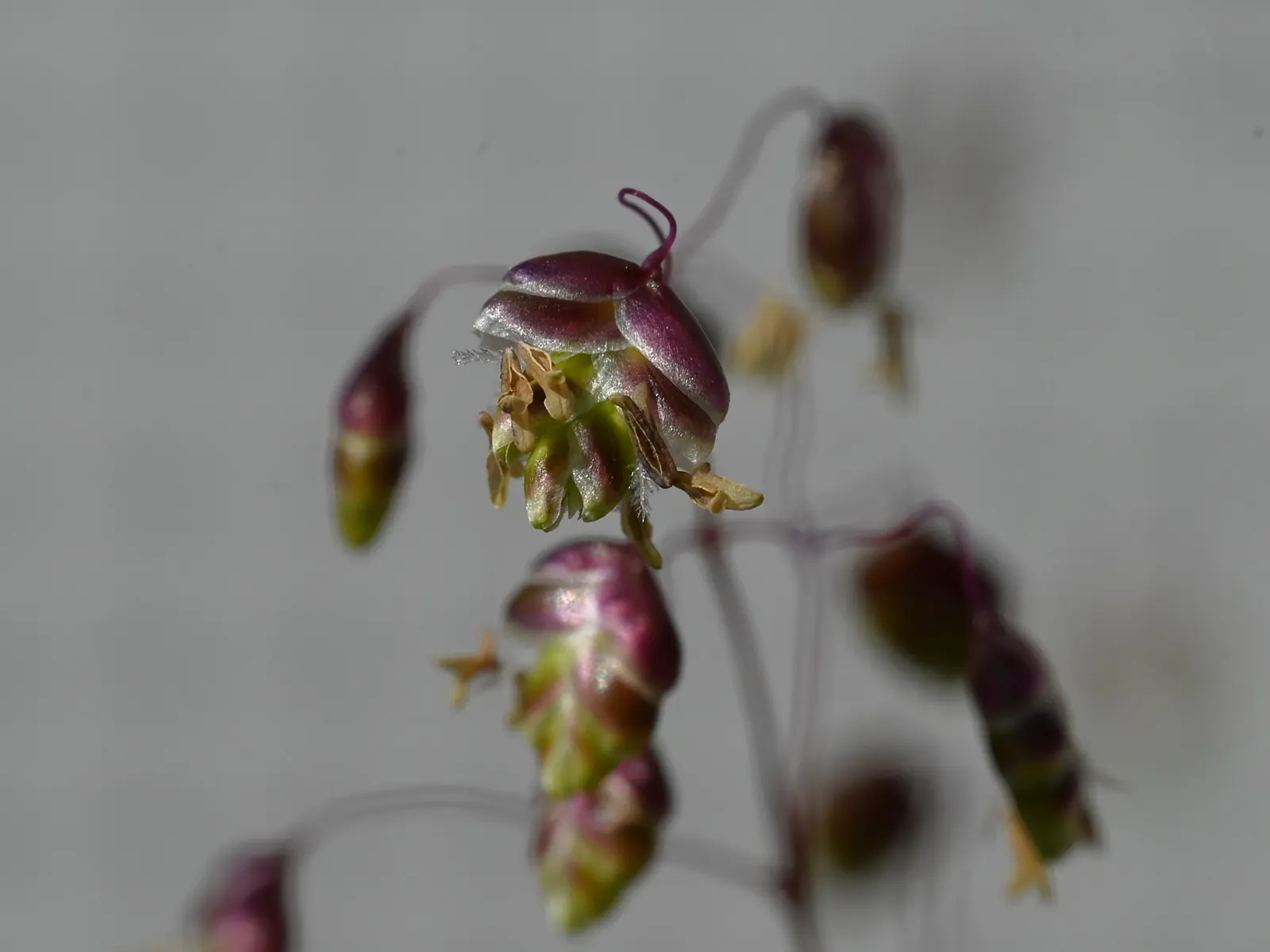 Quaking Grass (Briza Media) — scientifically named Briza media; with minimal maintenance requirements, it only requires cutting back in early, image 111