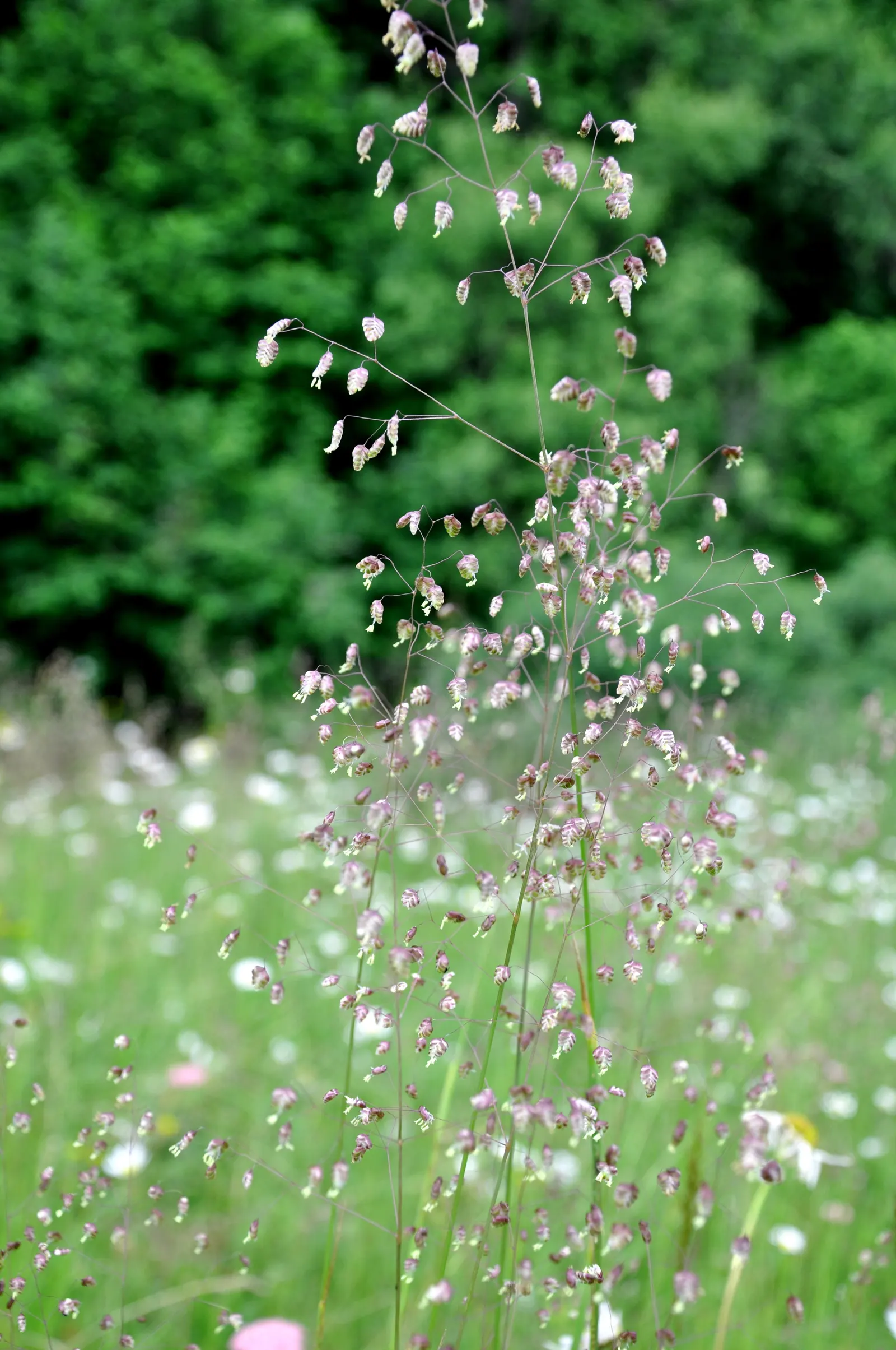 Quaking Grass (Briza Media) — also revered as 'Common Quaking Grass'