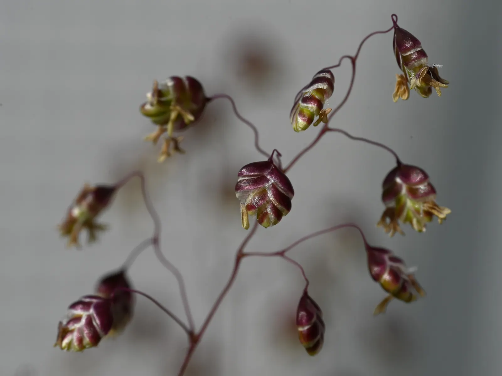 Quaking Grass (Briza Media) — the flowers transition to a straw color; making it a versatile selection for various garden areas.<br><br>Hardy in, image 118