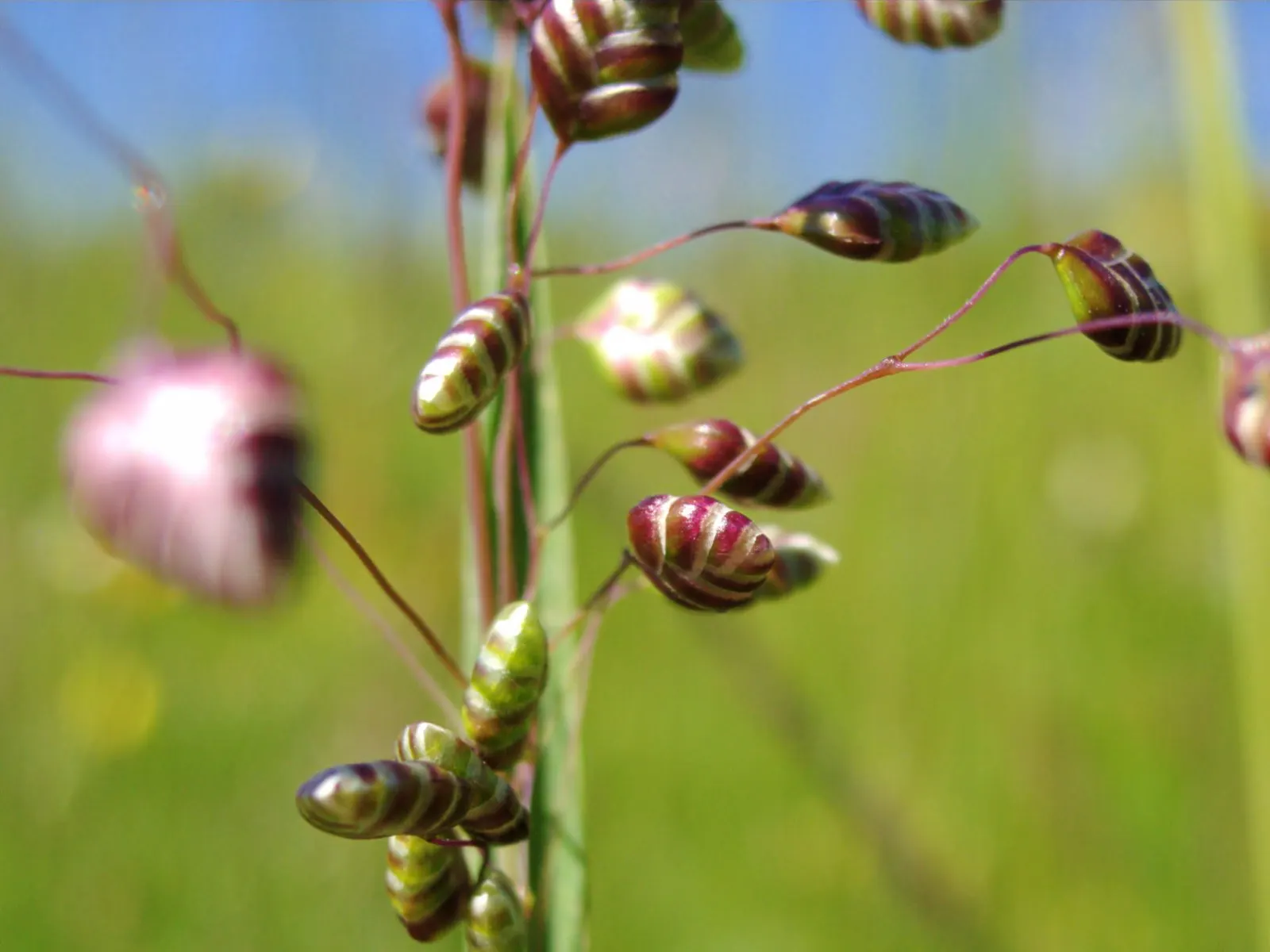 Quaking Grass (Briza Media) — grass with gold and green and yellow blooms; briza media prefers full sun to partial shade and flourishes in, image 77