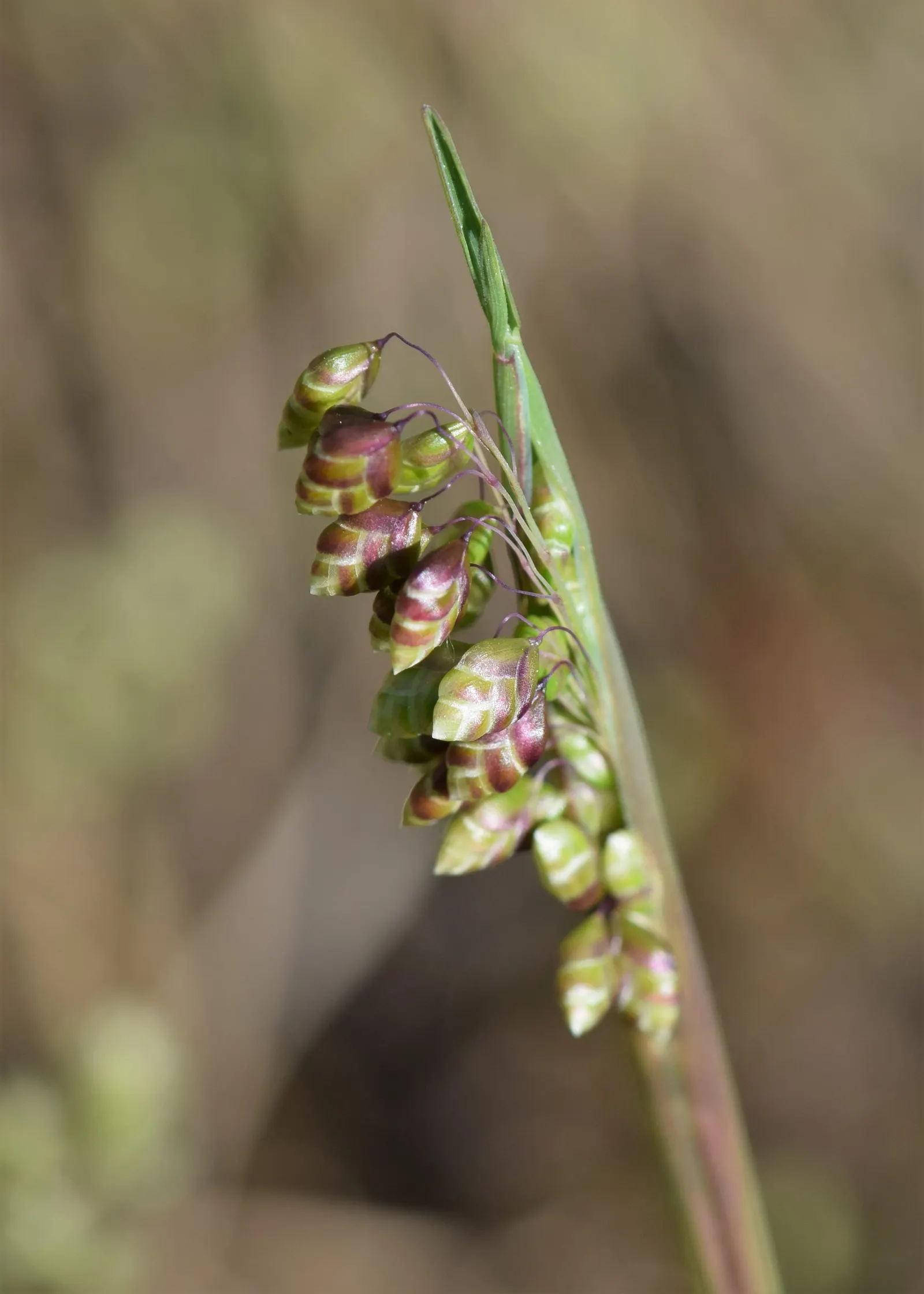 Quaking Grass (Briza Media) — grass with gold and green and yellow blooms; briza media prefers full sun to partial shade and flourishes in, image 103