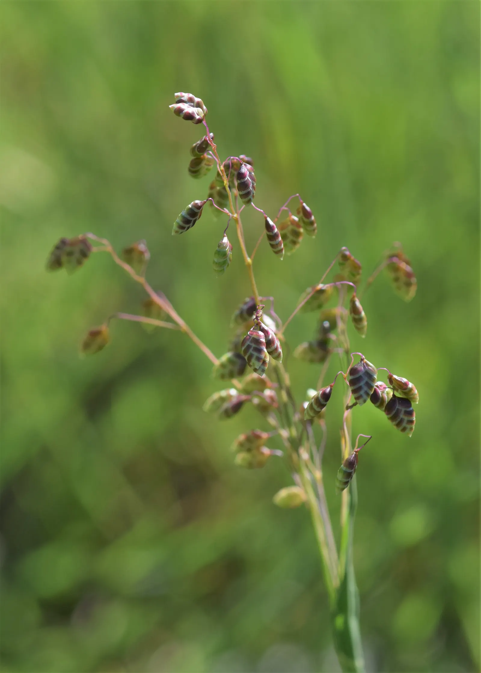 Quaking Grass (Briza Media) — the flowers transition to a straw color; making it a versatile selection for various garden areas.<br><br>Hardy in USDA Zones 4