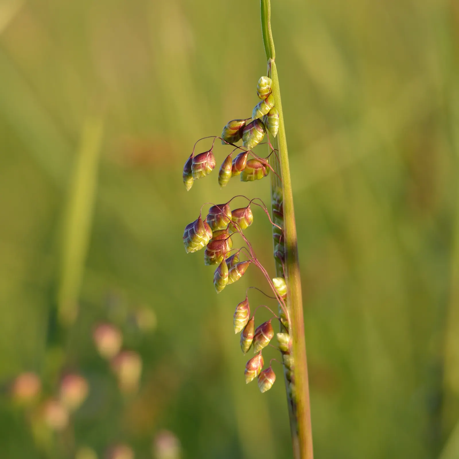 Quaking Grass (Briza Media) — This grass is named for its distinctive heart-shaped florets